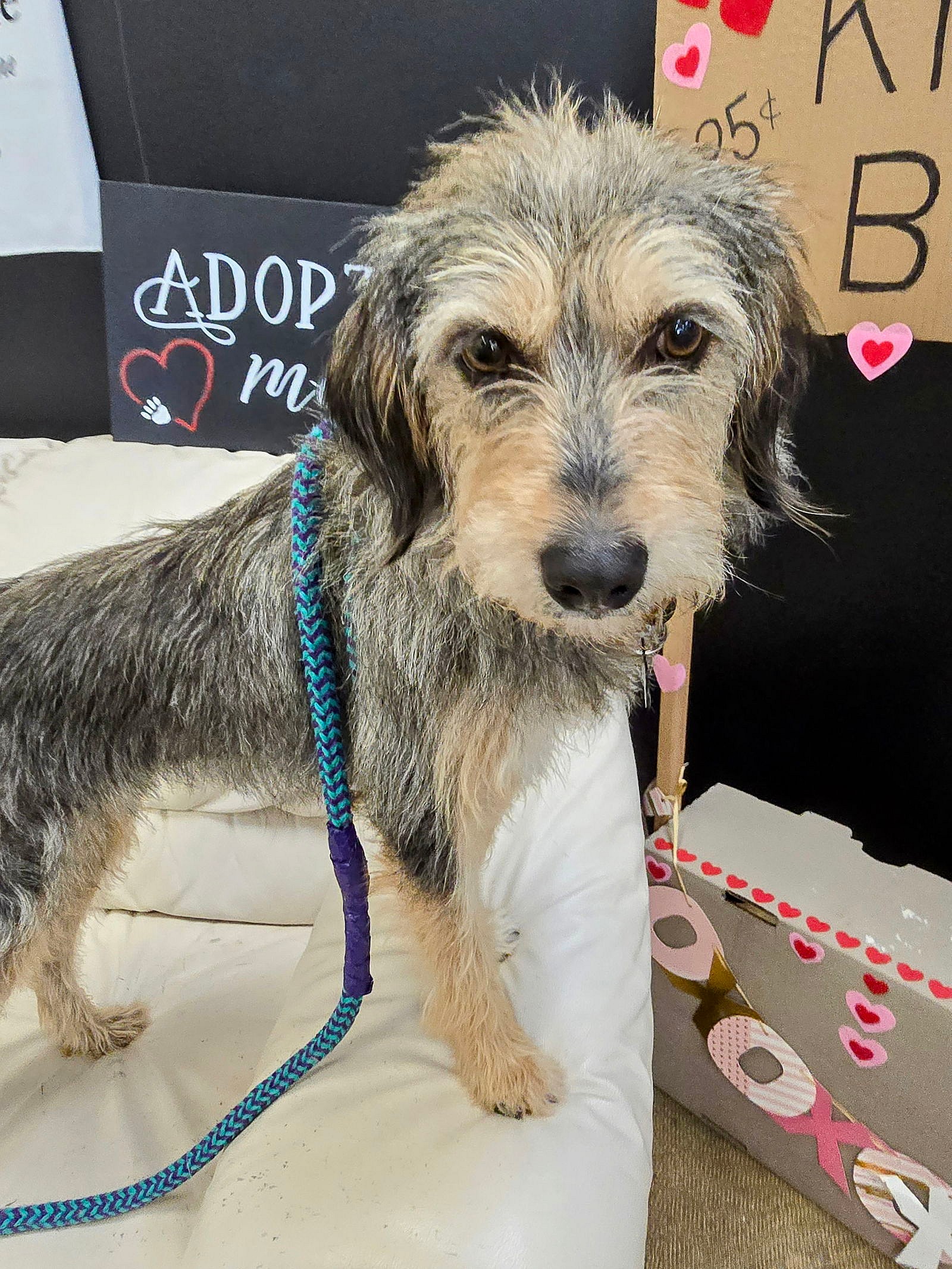 Dolly Albania - Schnauzer