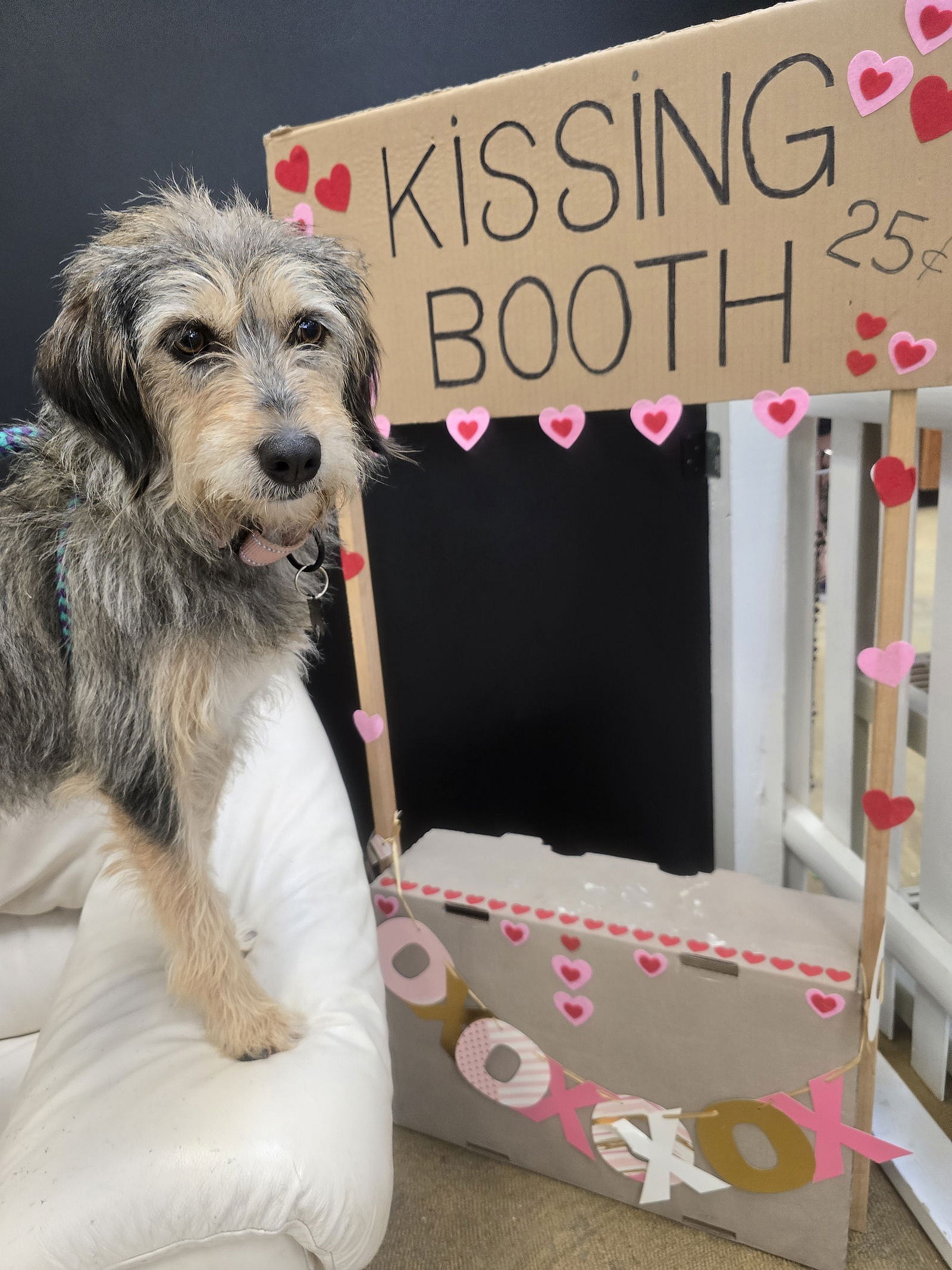 Dolly Albania - Schnauzer