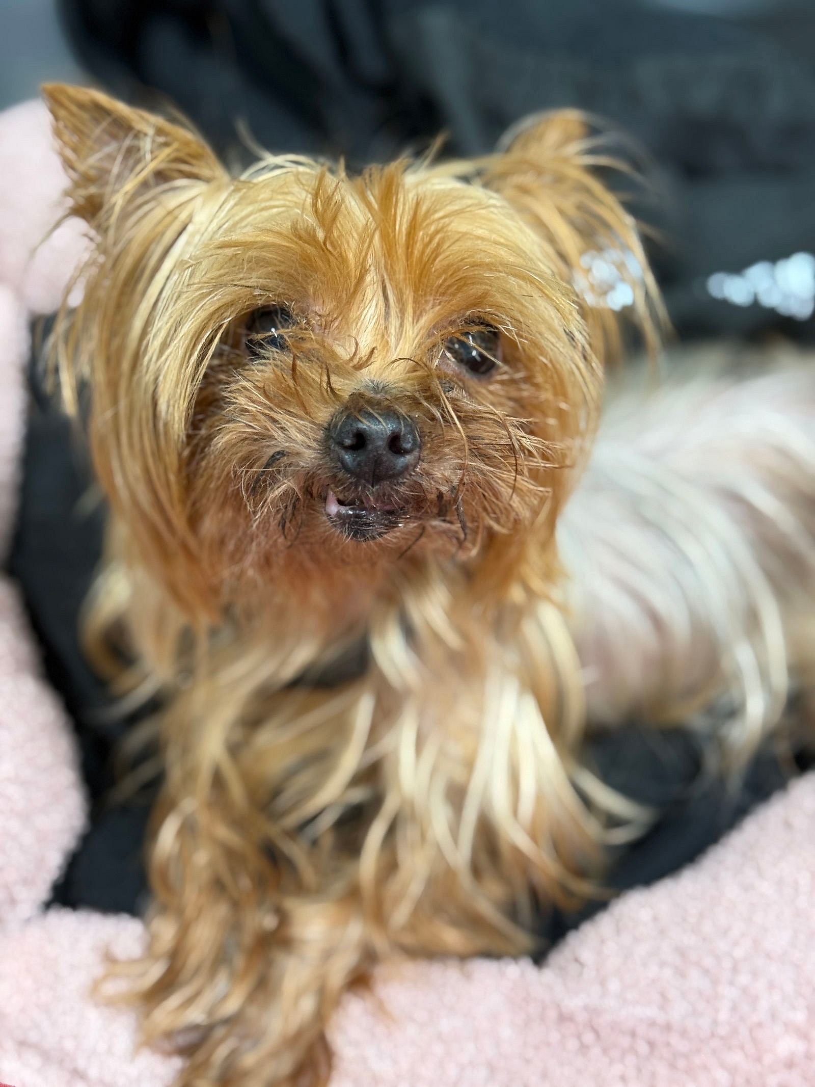 Lani - Yorkshire Terrier Yorkie