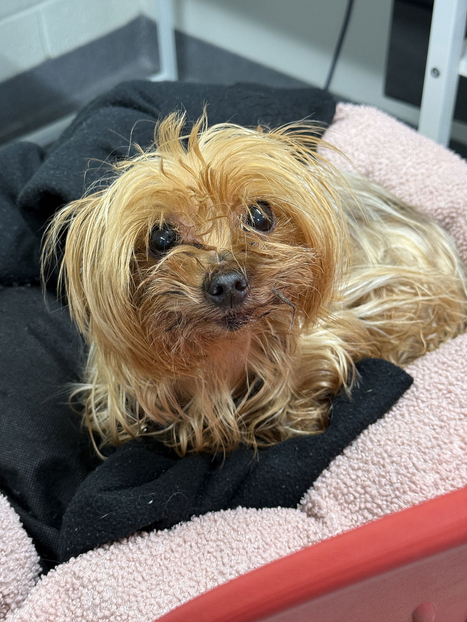 Lani - Yorkshire Terrier Yorkie