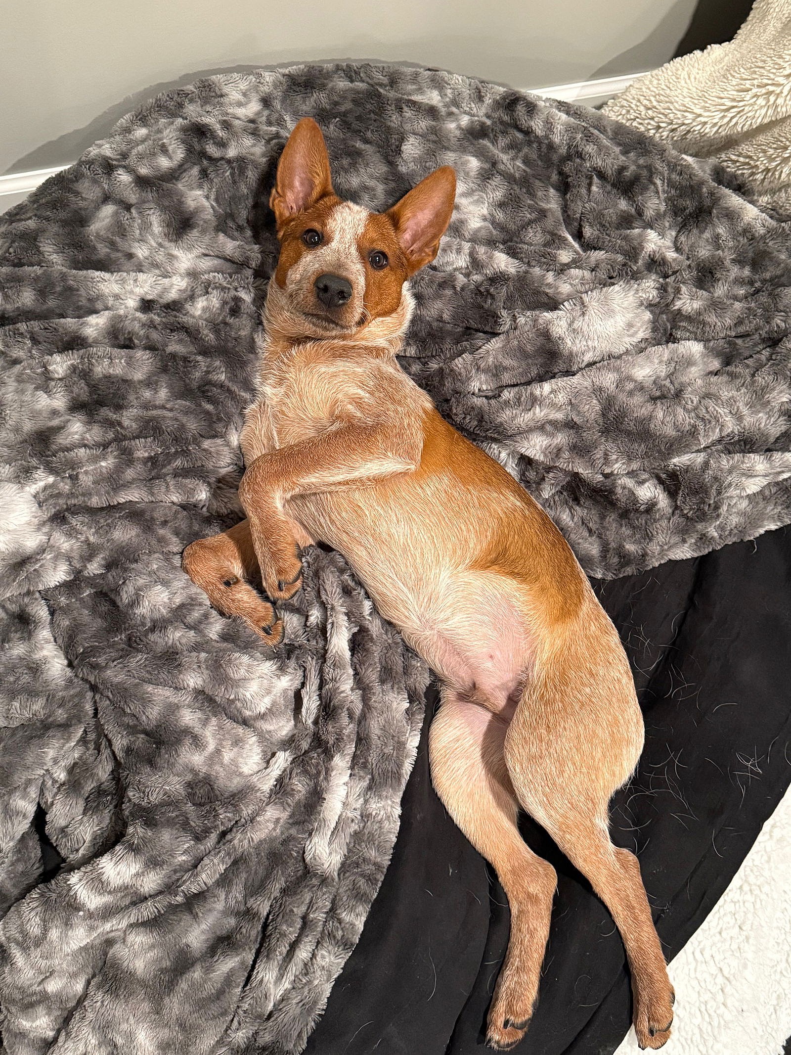 Clyde - Australian Cattle Dog/Blue Heeler