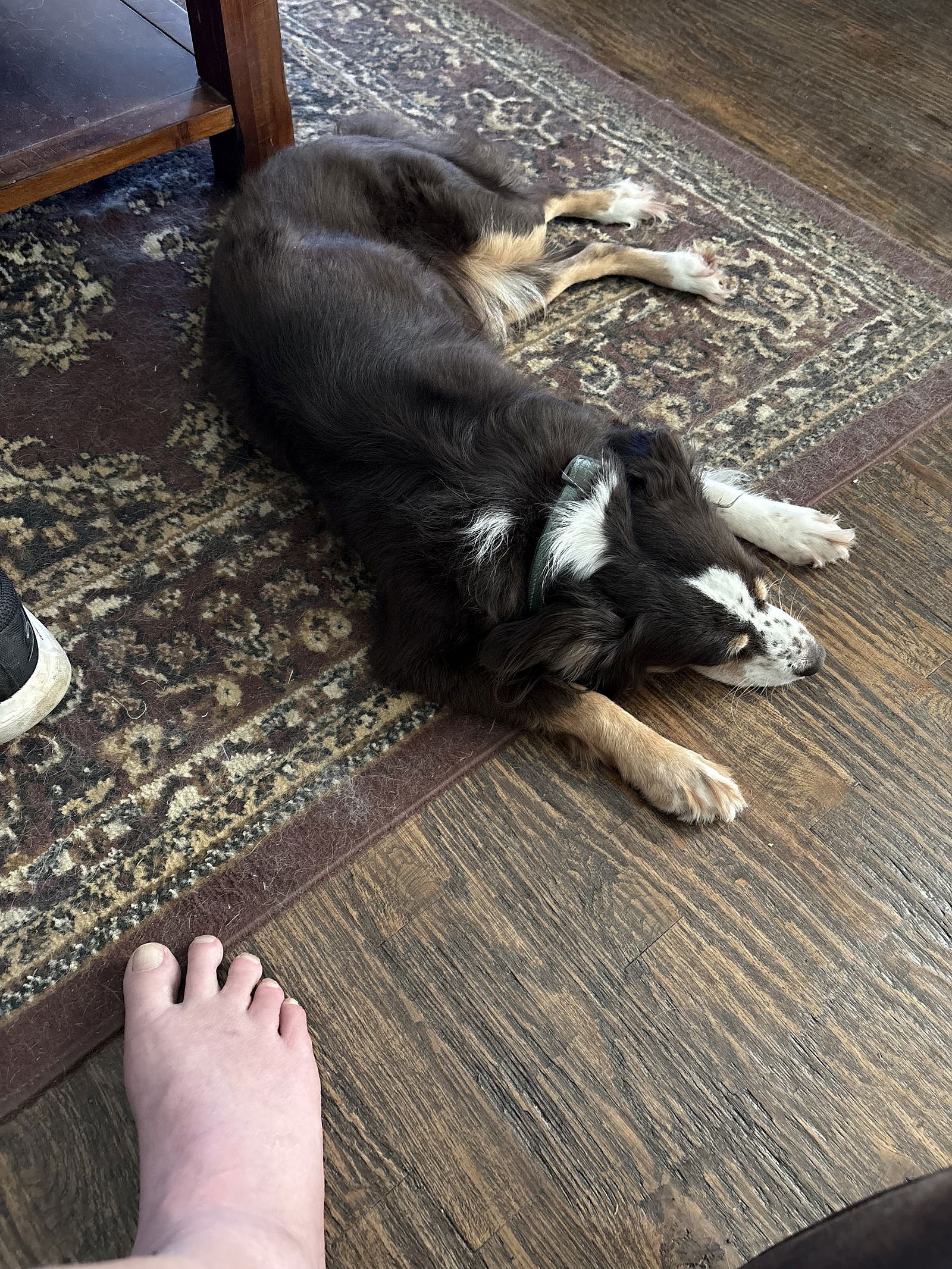 Layla - Australian Shepherd