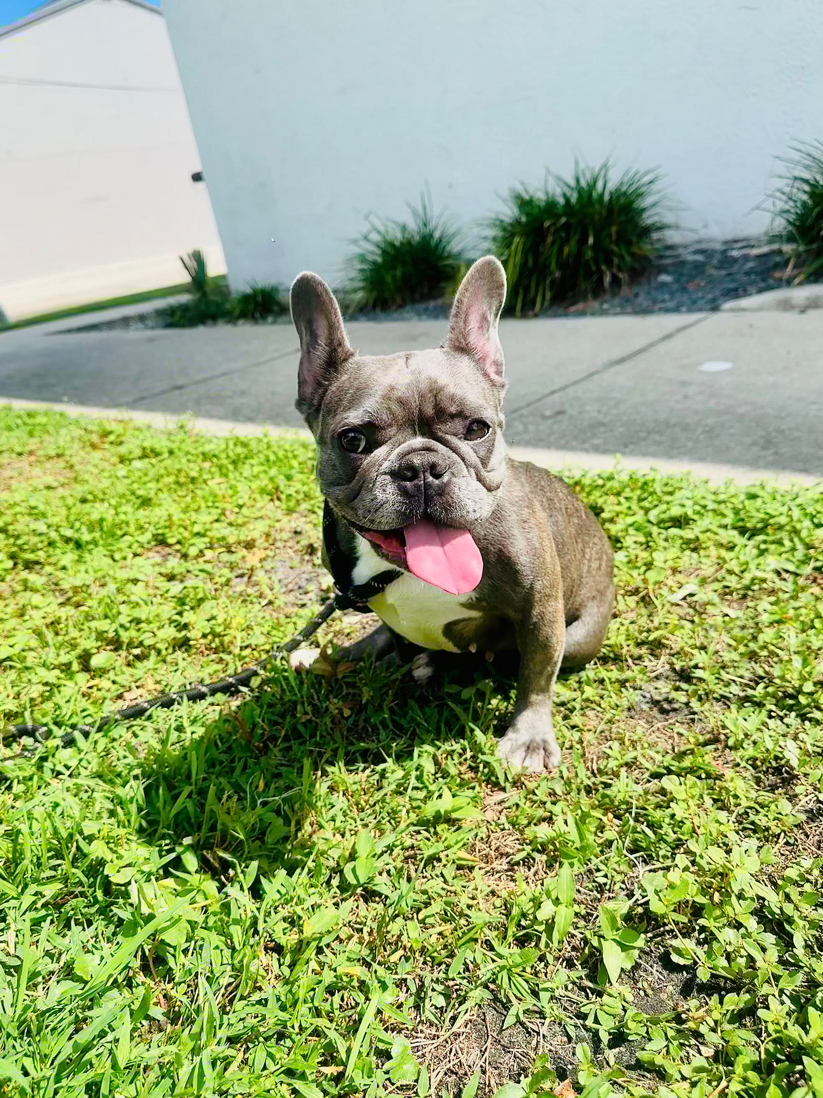 Stella FH - French Bulldog
