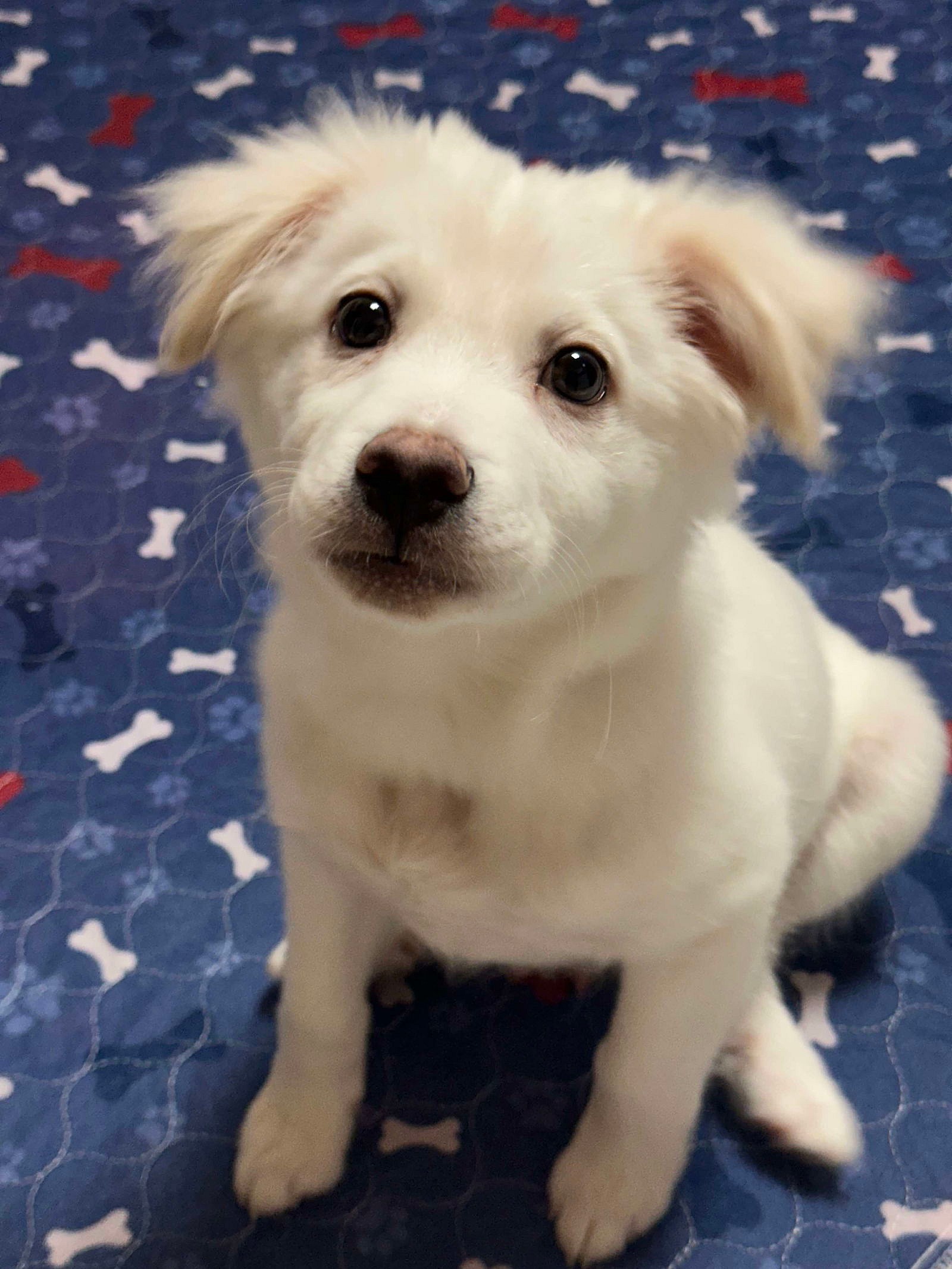 Palmer - only 31.6 lbs! - Chihuahua