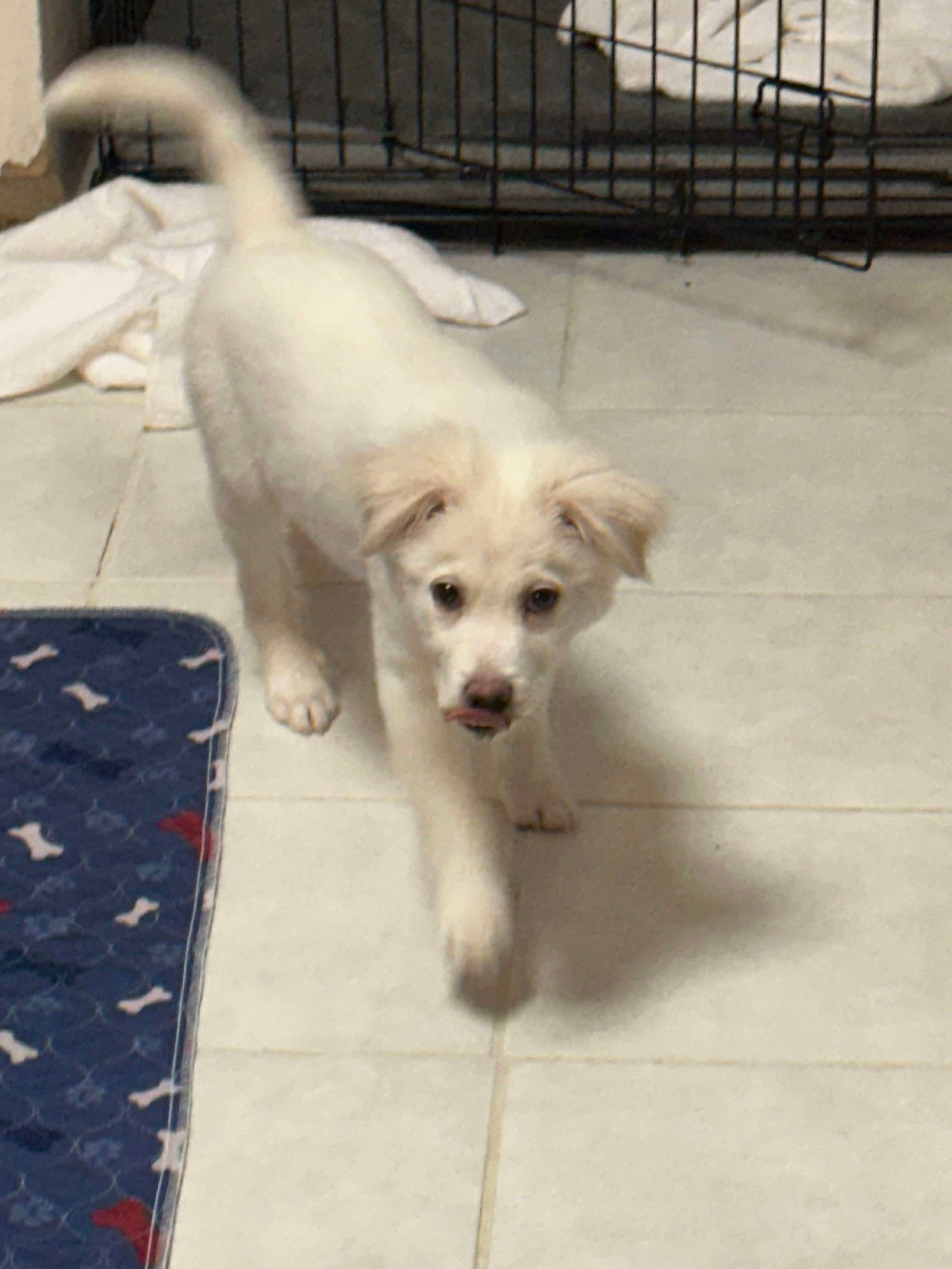 Palmer - only 31.6 lbs! - Chihuahua