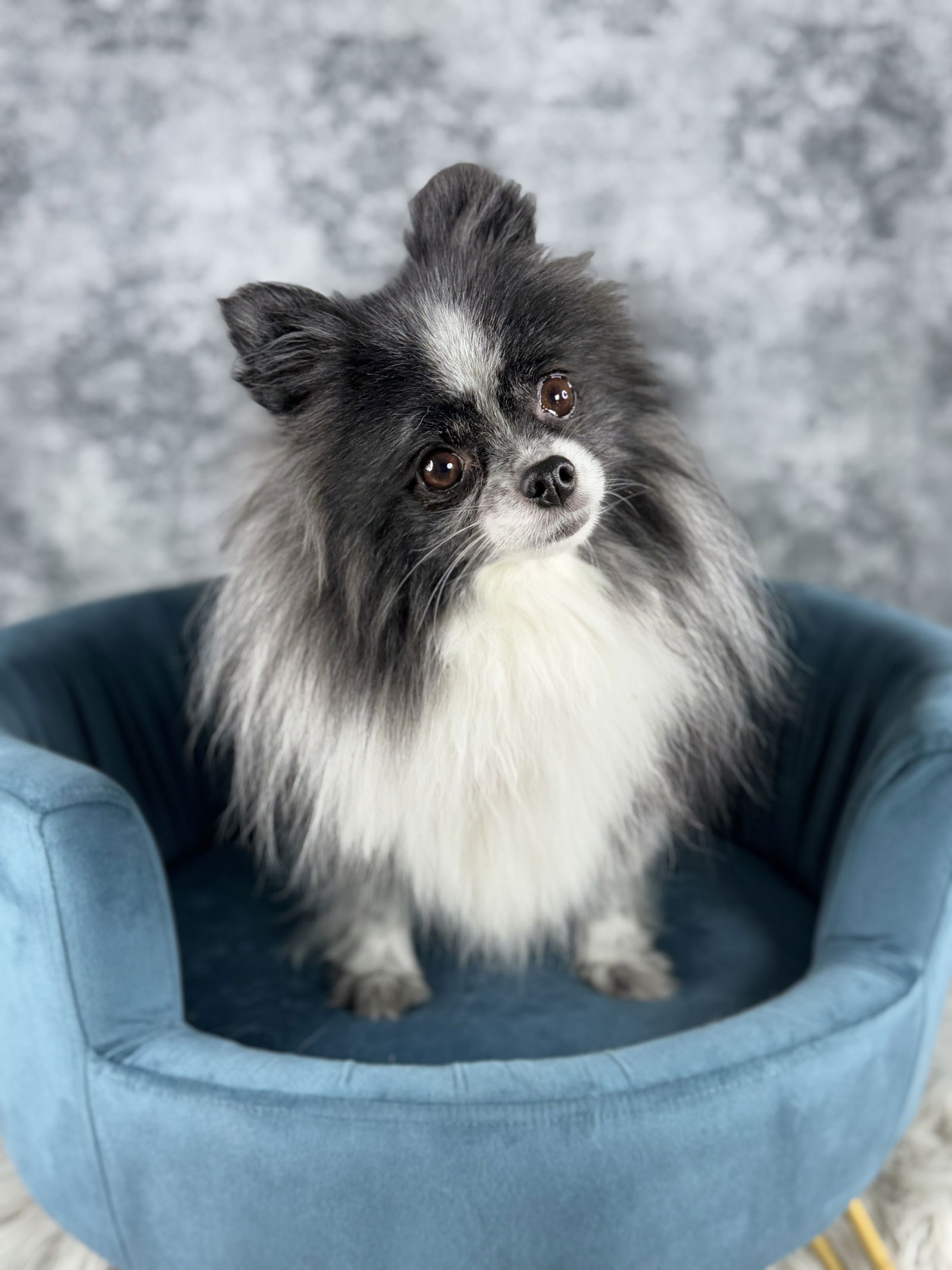 Chanel - Pomeranian