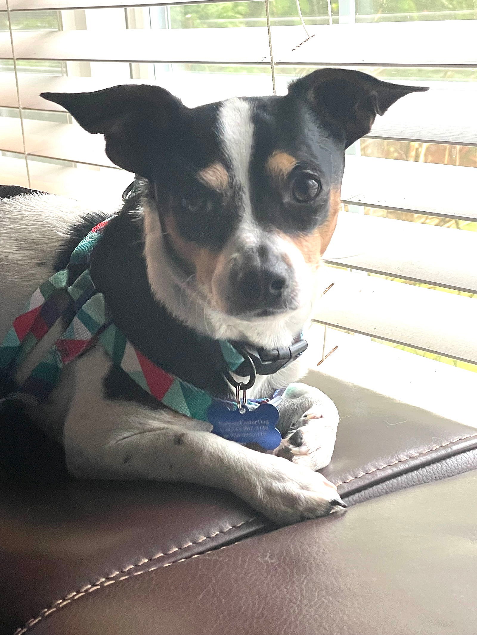 Chaparro - Chihuahua