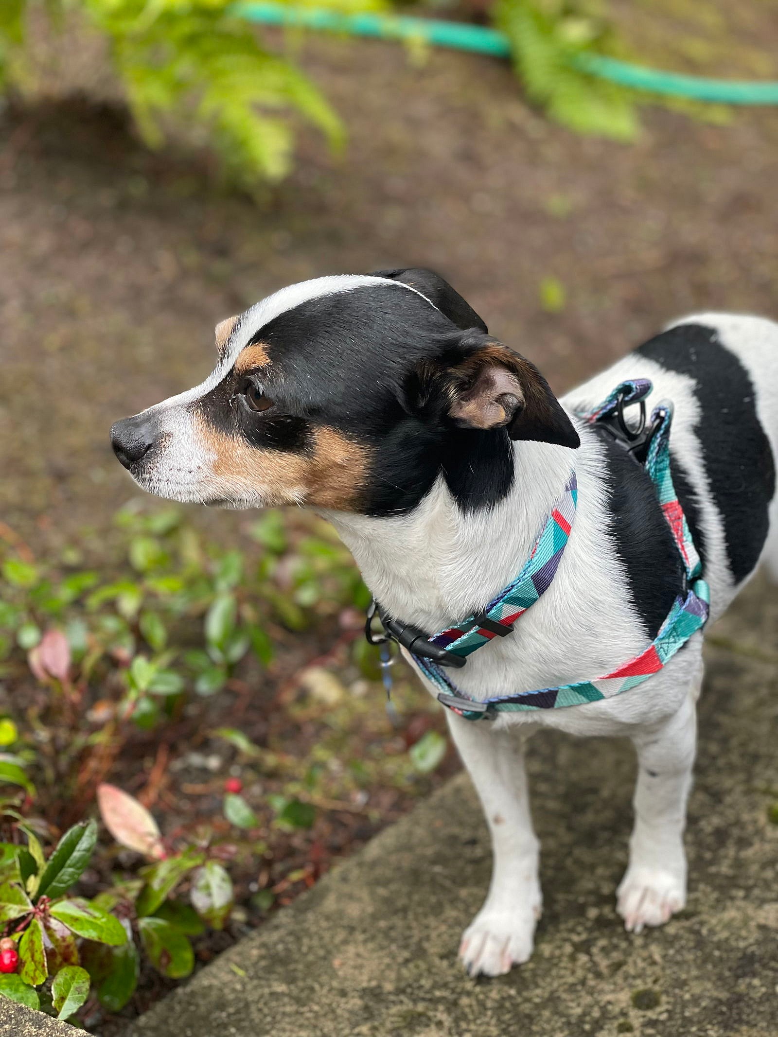 Chaparro - Chihuahua