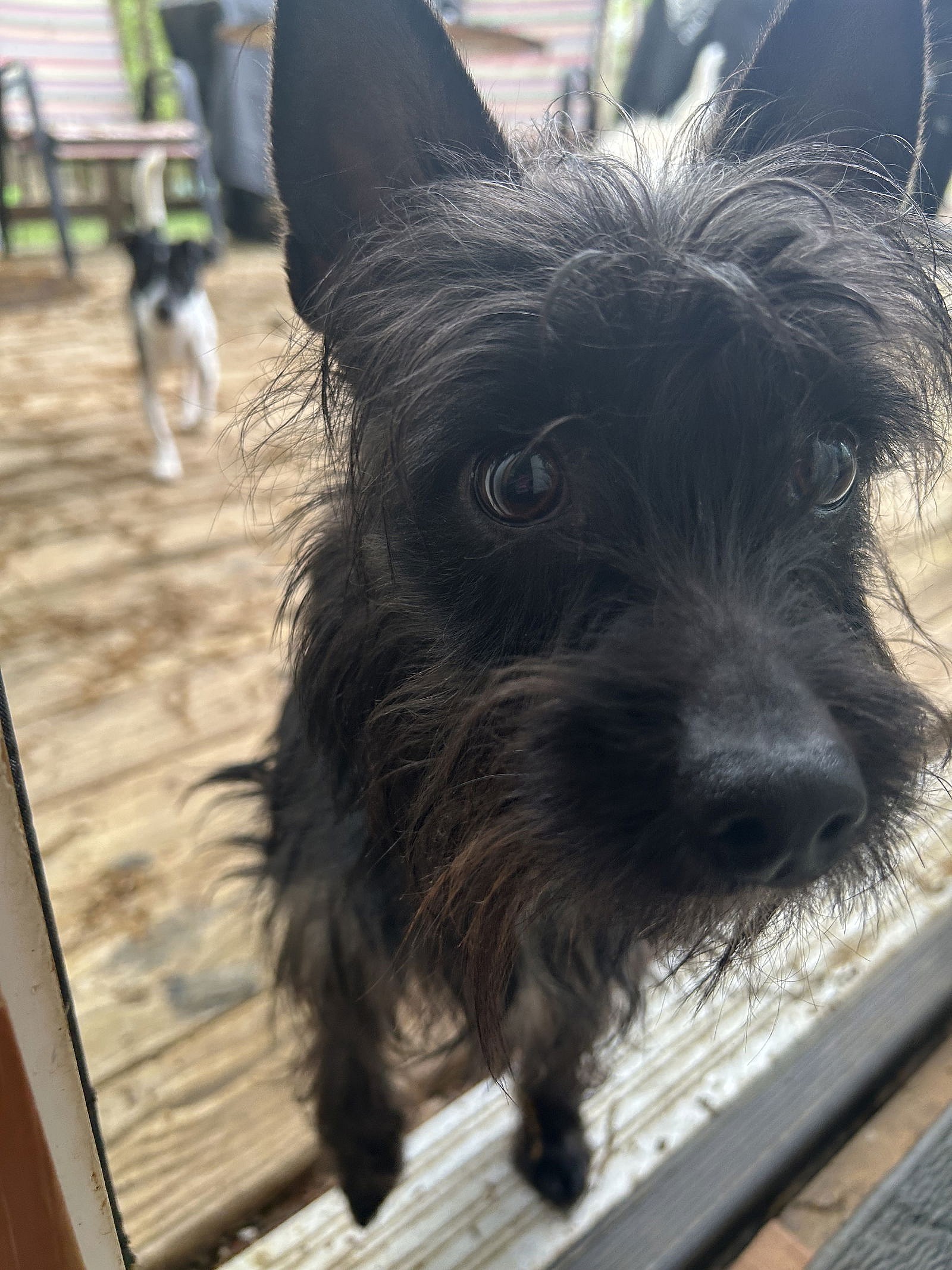 Reynolds - Cairn Terrier