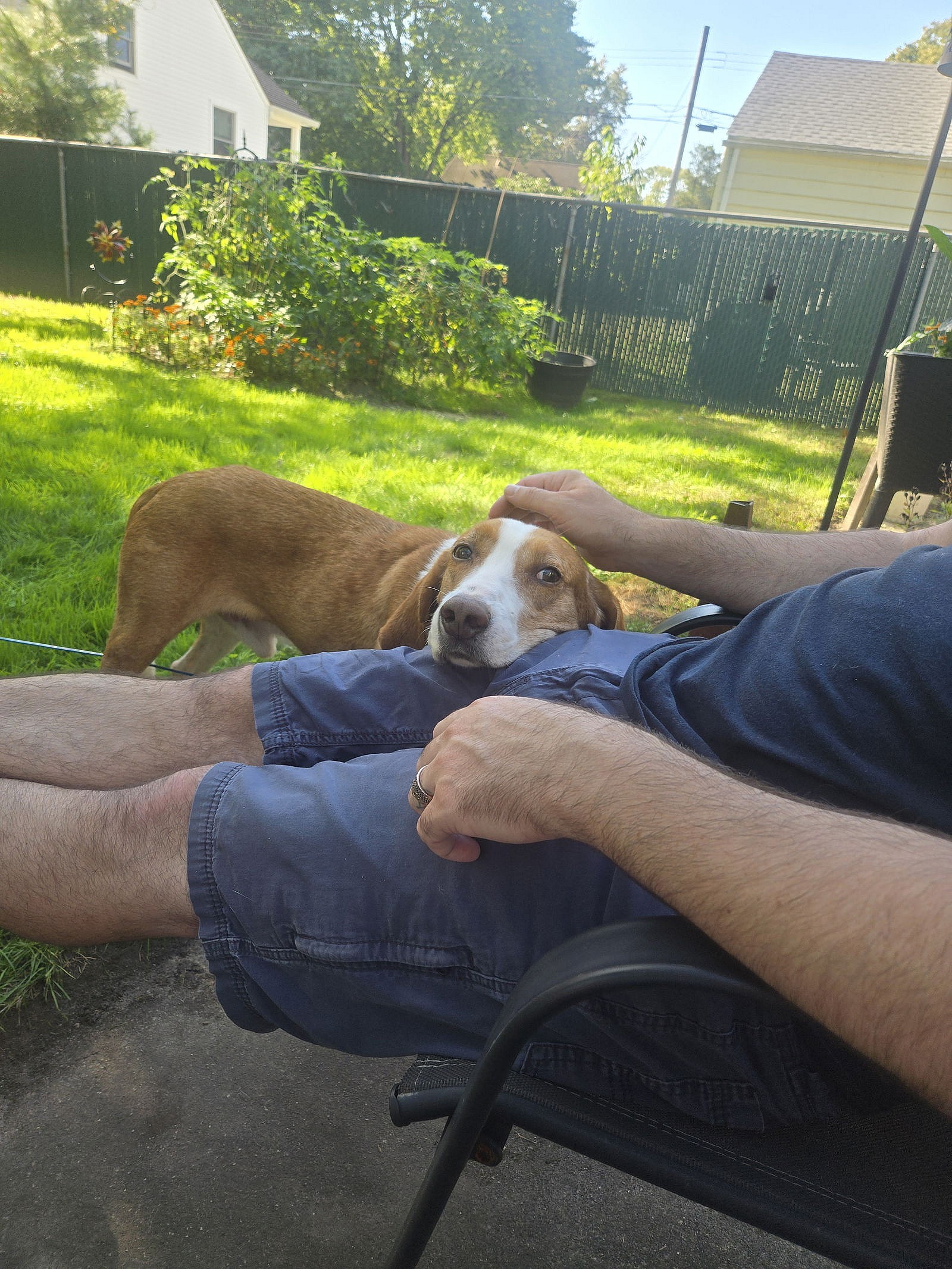 Pistachio - Handsome Hound! - Hound