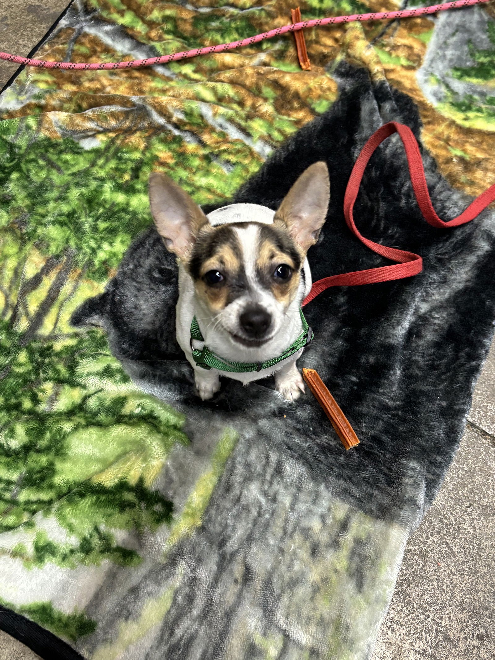 Duke Ellington - Jack Russell Terrier