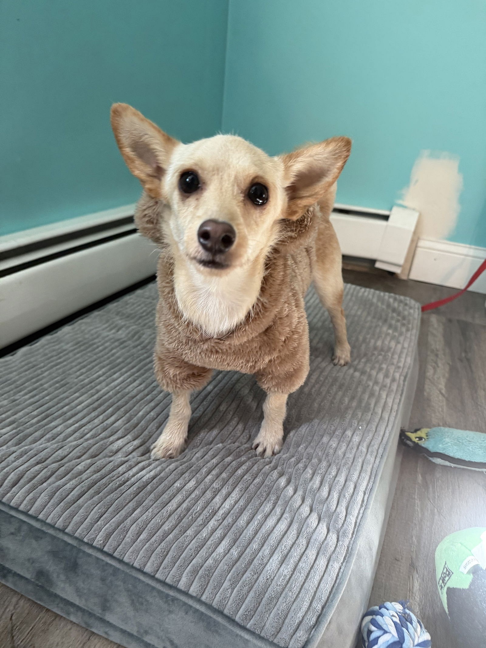 Channing in RI - Chihuahua