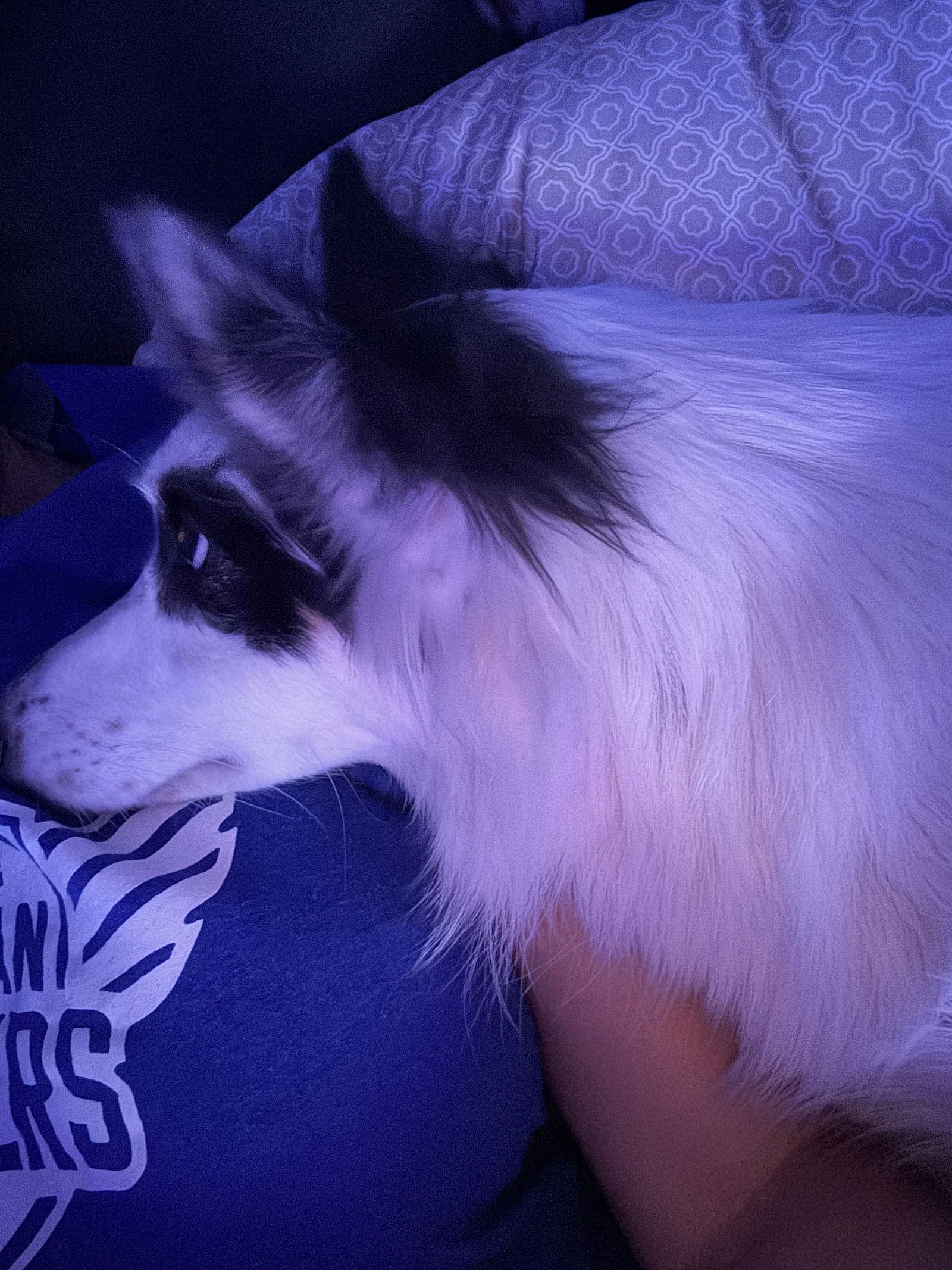 Gretchen Girl - Border Collie