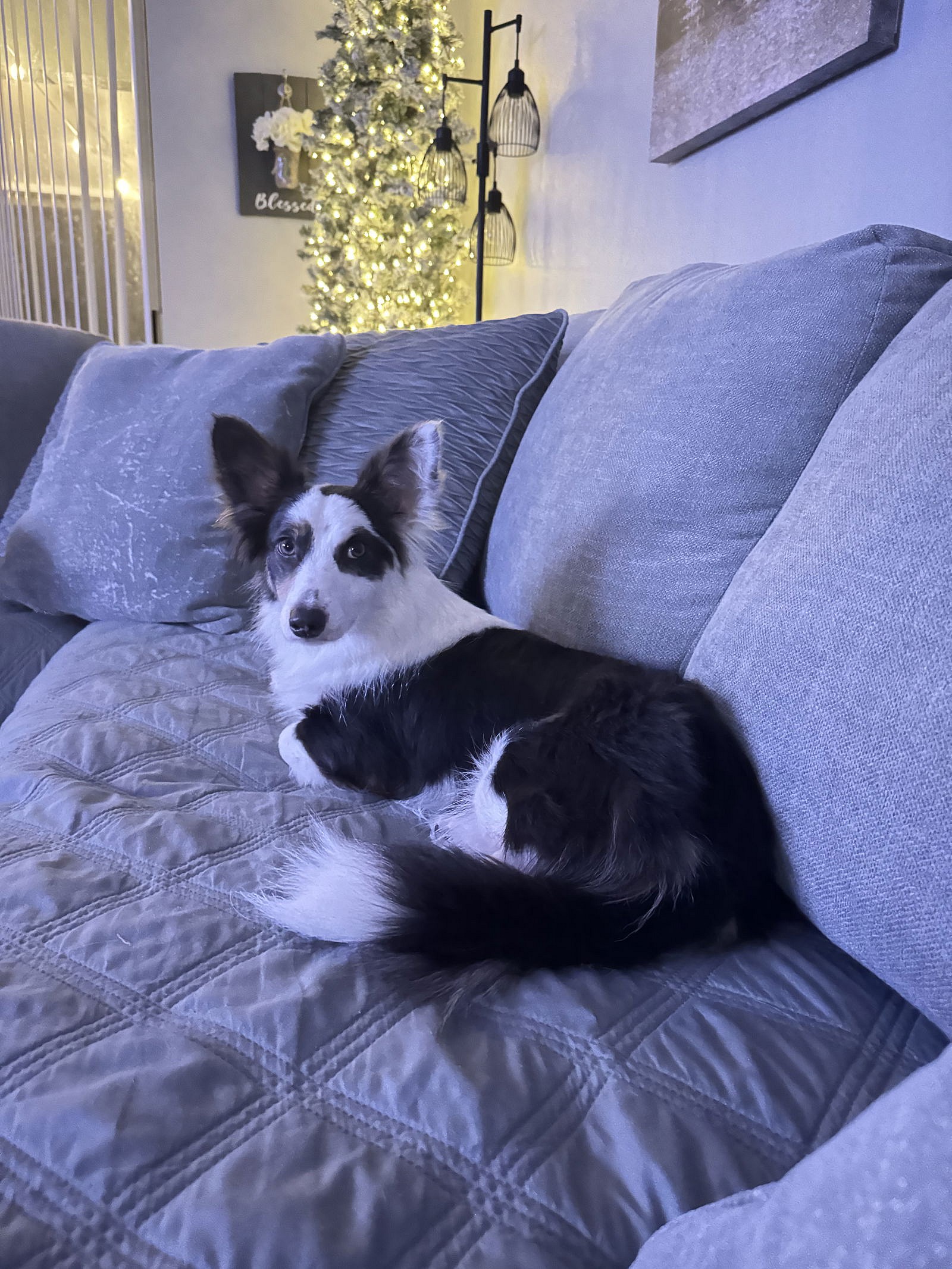 Gretchen Girl - Border Collie