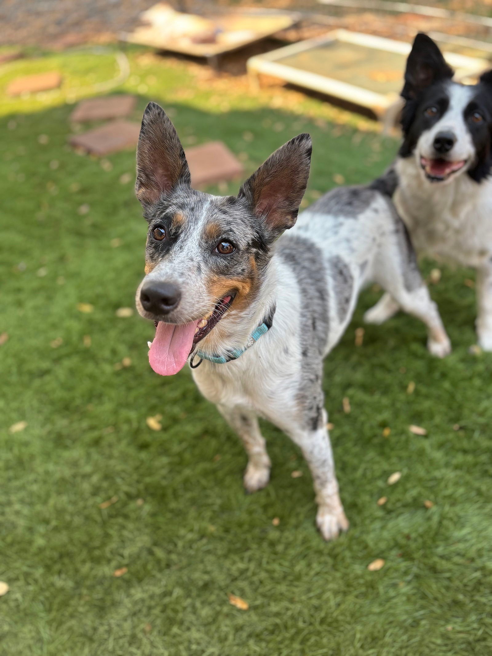 Clover - Australian Cattle Dog/Blue Heeler