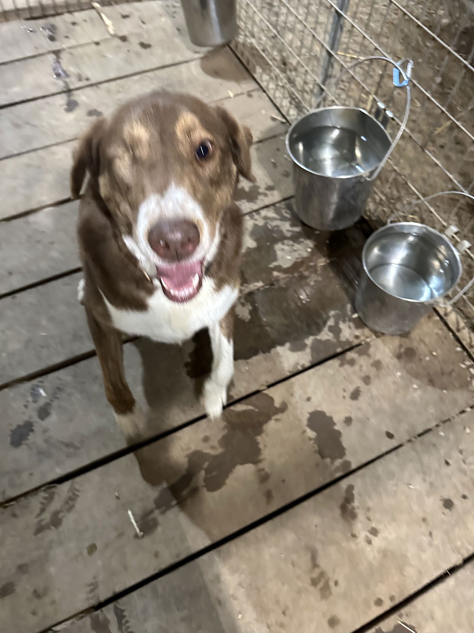 Georgie - Australian Shepherd