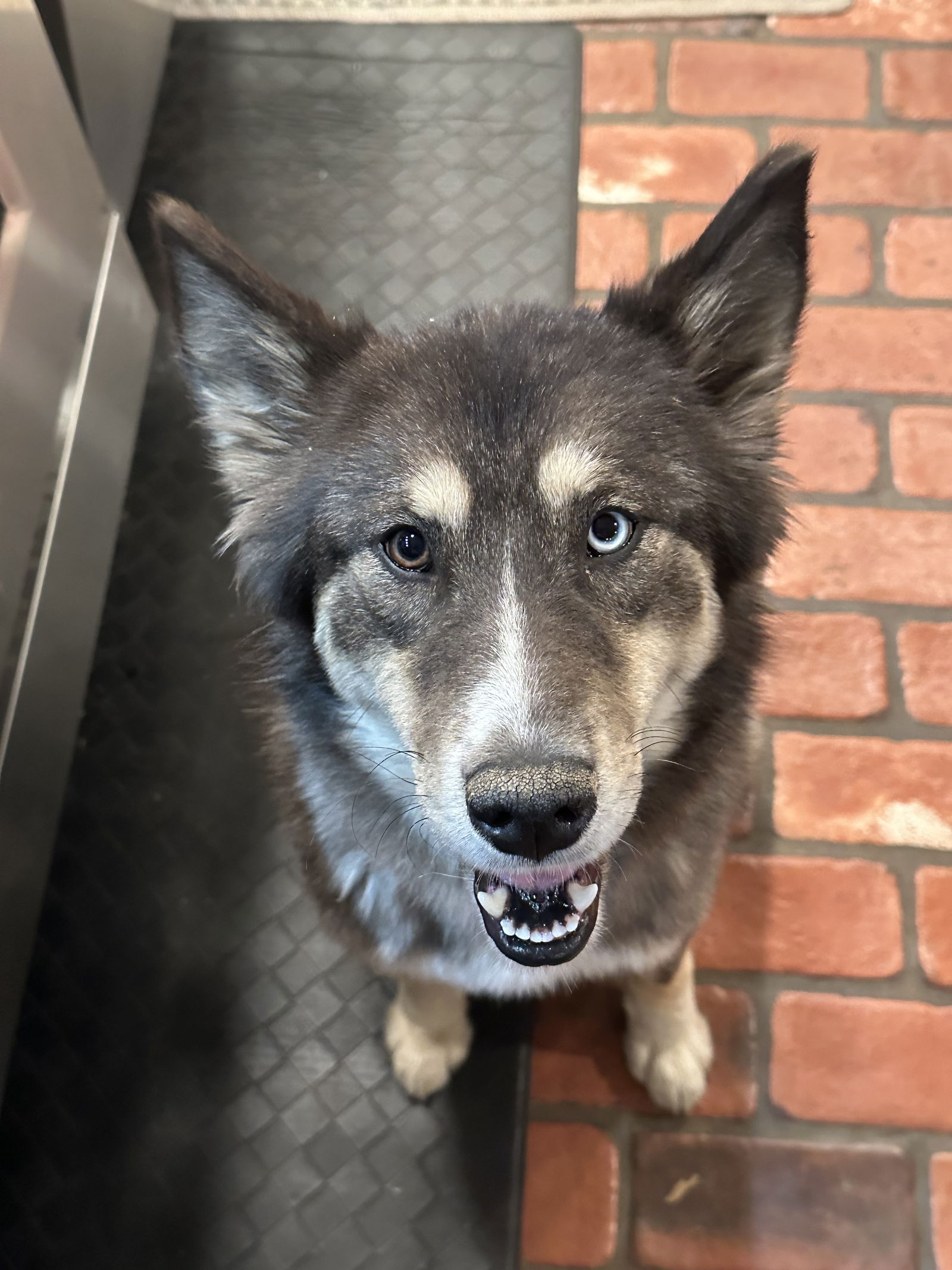 Sable - Siberian Husky