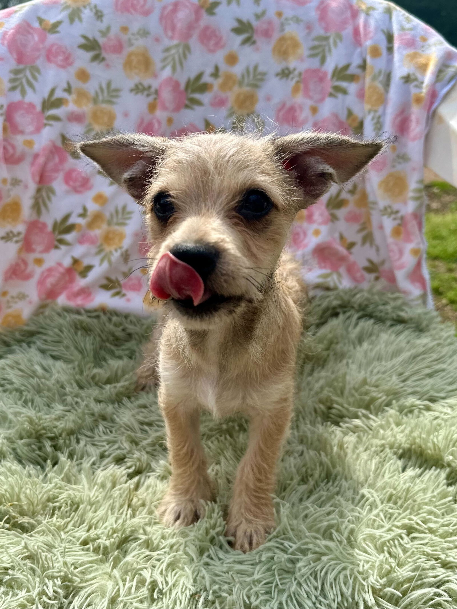 Raul - A Lucy pup - Chihuahua