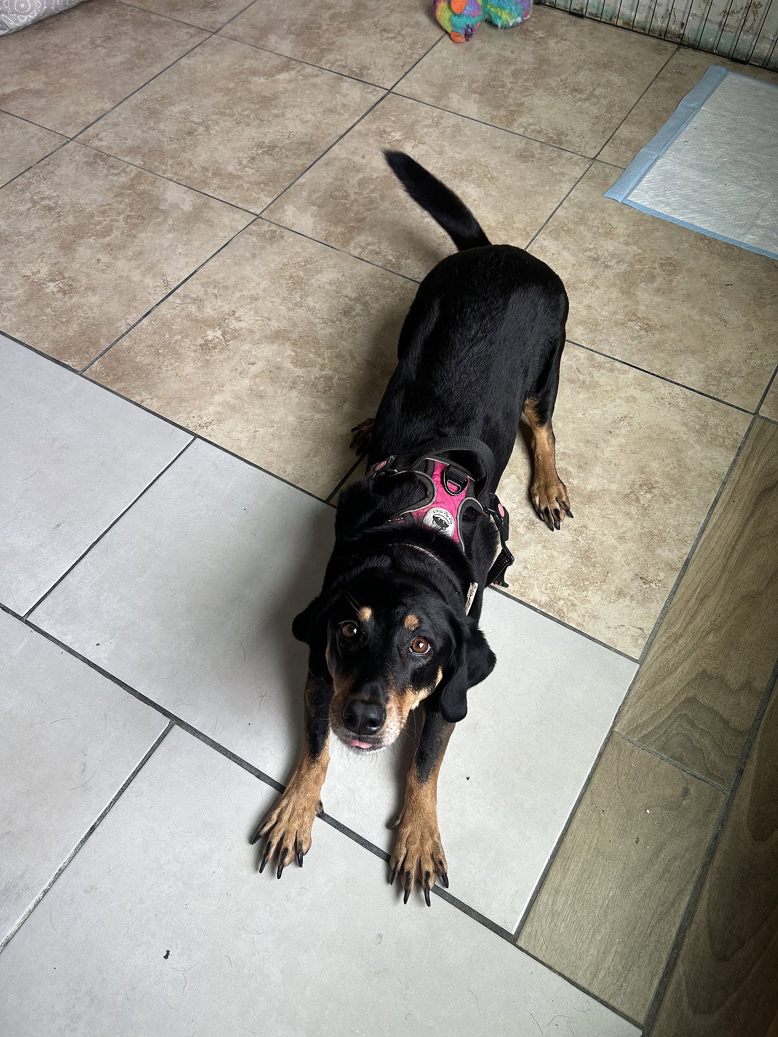 Gretel - Basset Hound