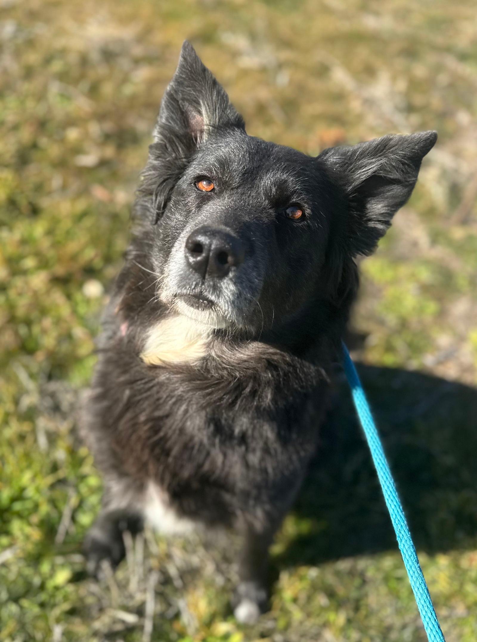 Lizzie - Australian Shepherd