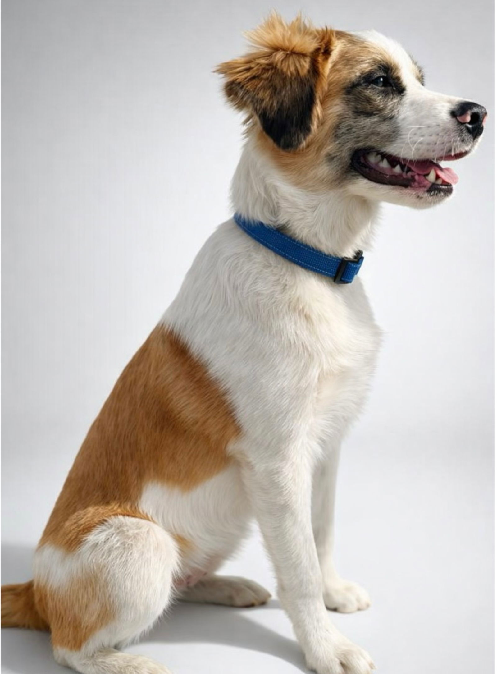 Shilo - Australian Shepherd