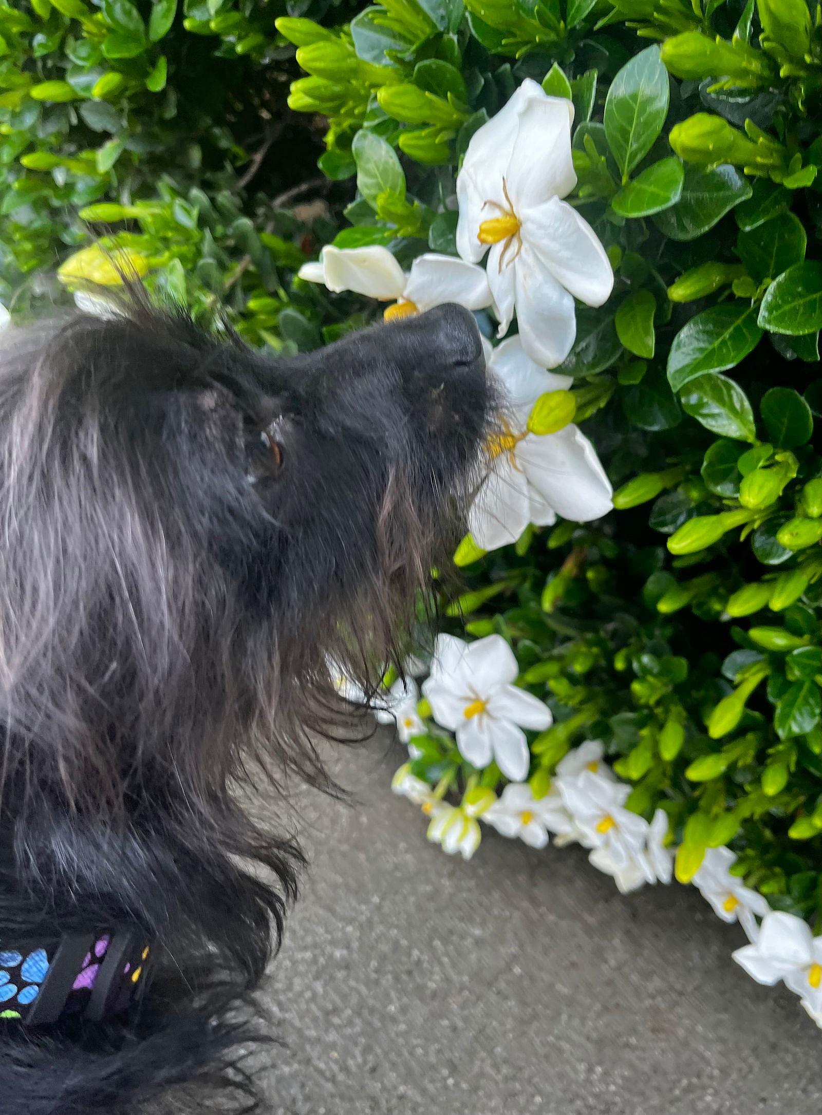 Reynolds - Cairn Terrier