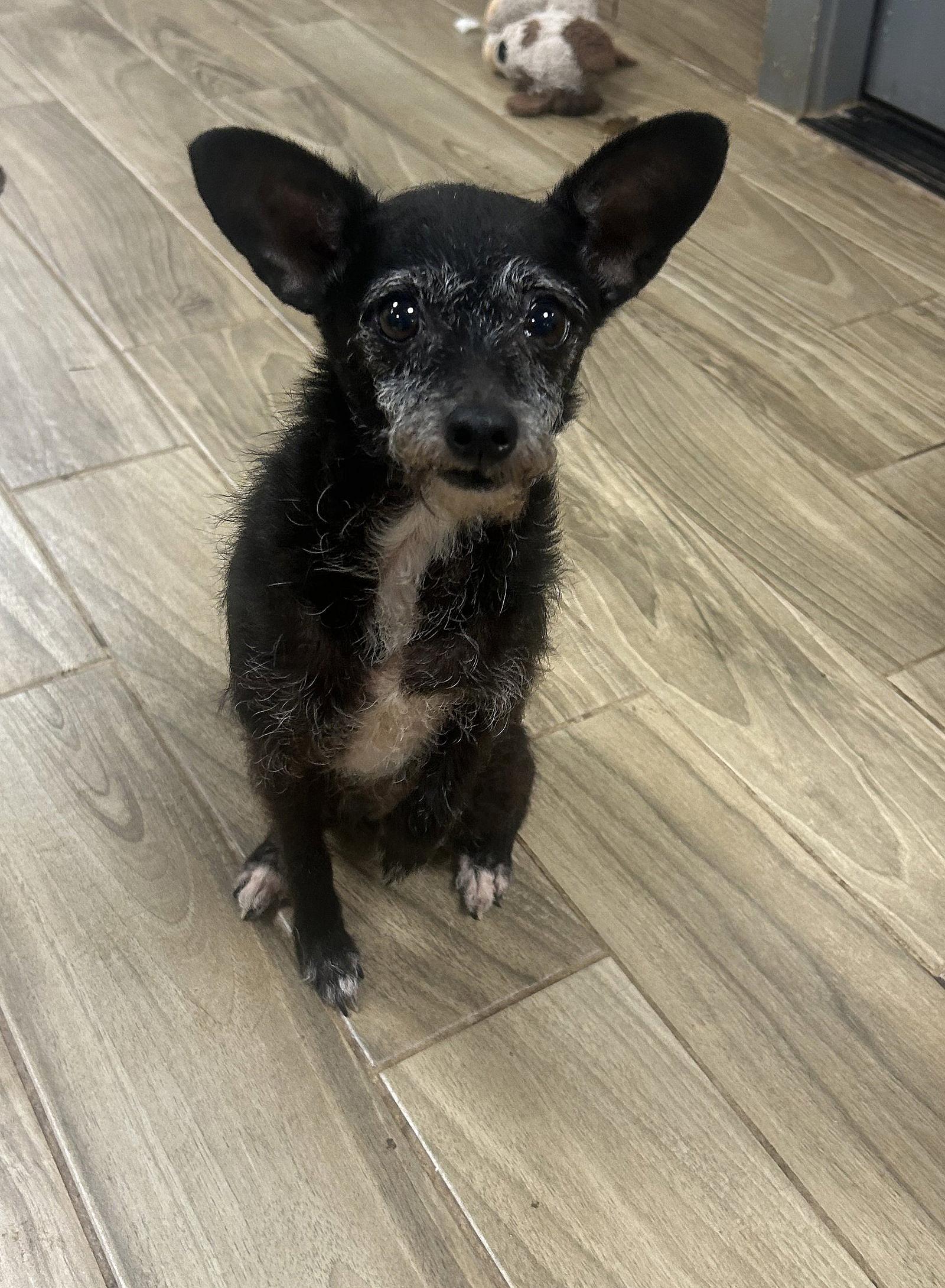 Peewee - Terrier