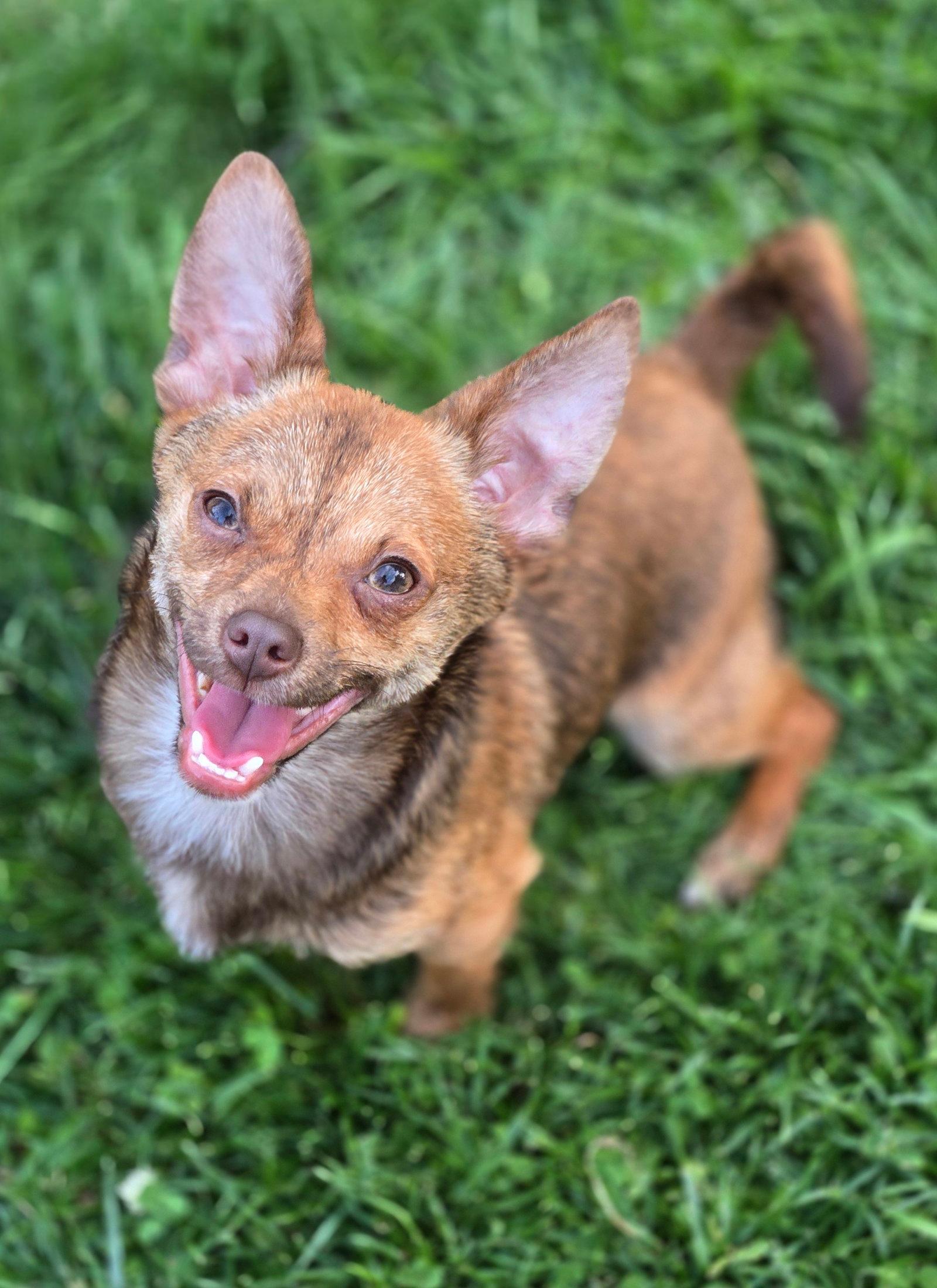 Taquito - Chihuahua