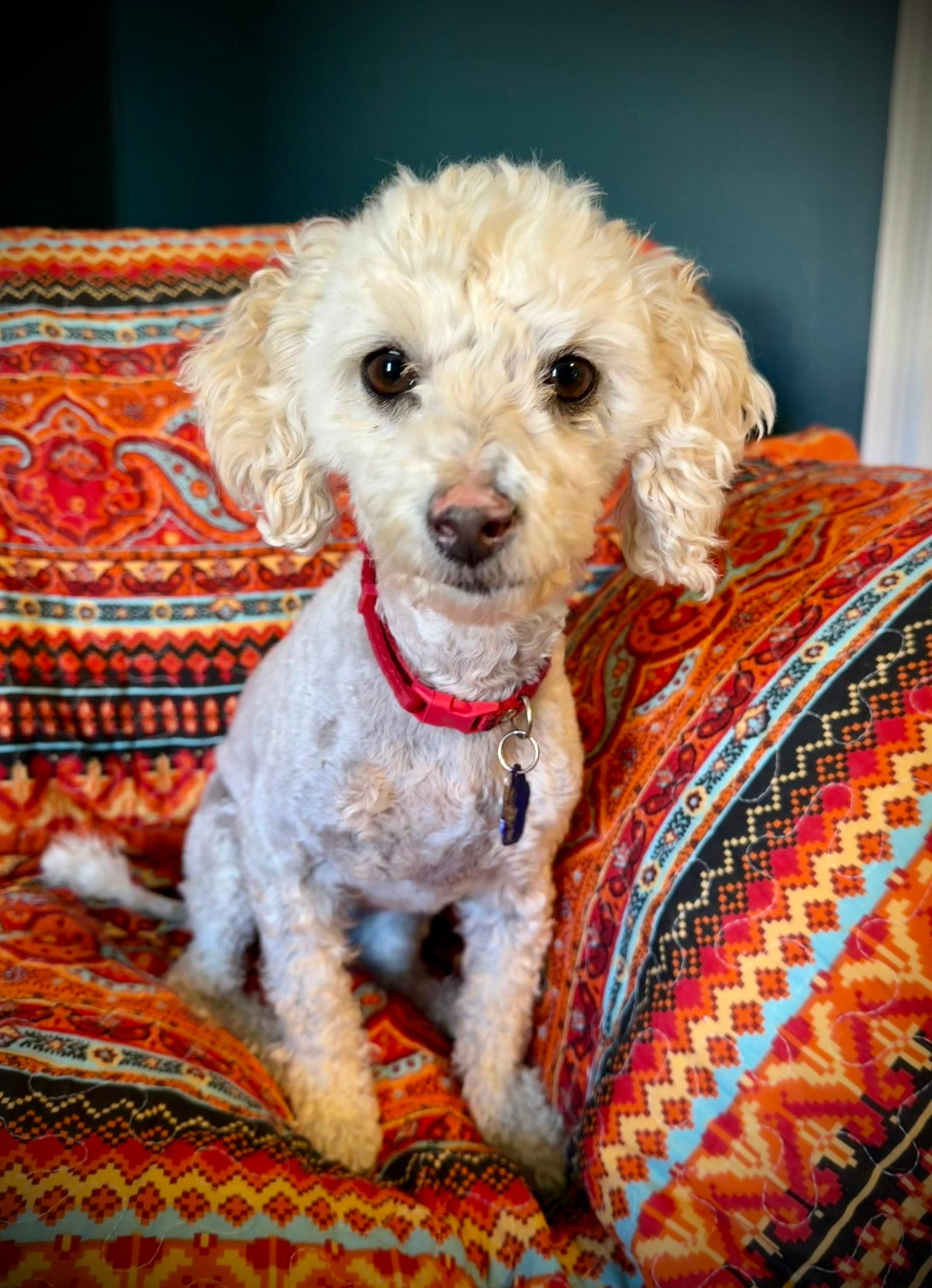 Mario - Poodle (Miniature)