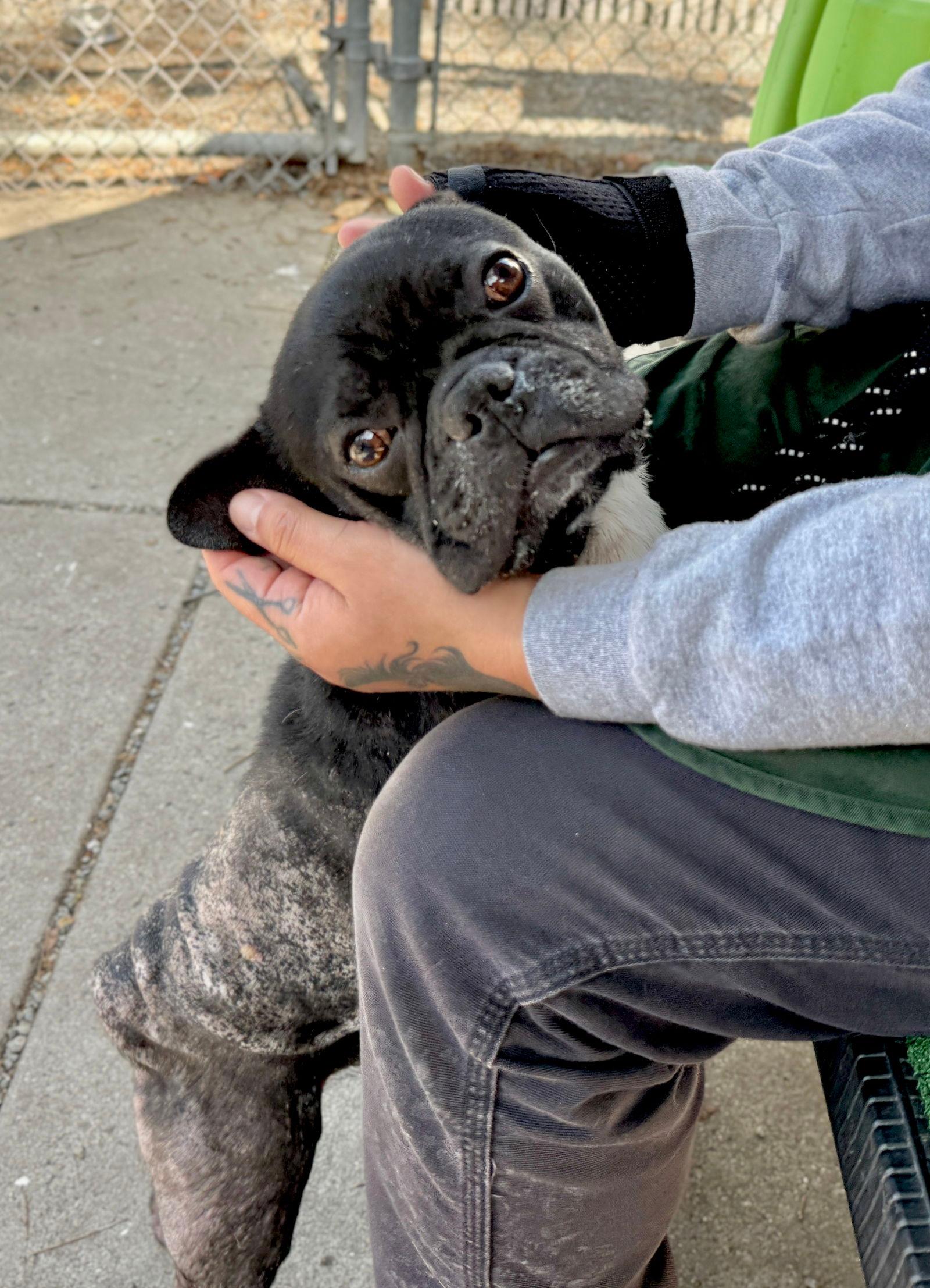Bently - French Bulldog