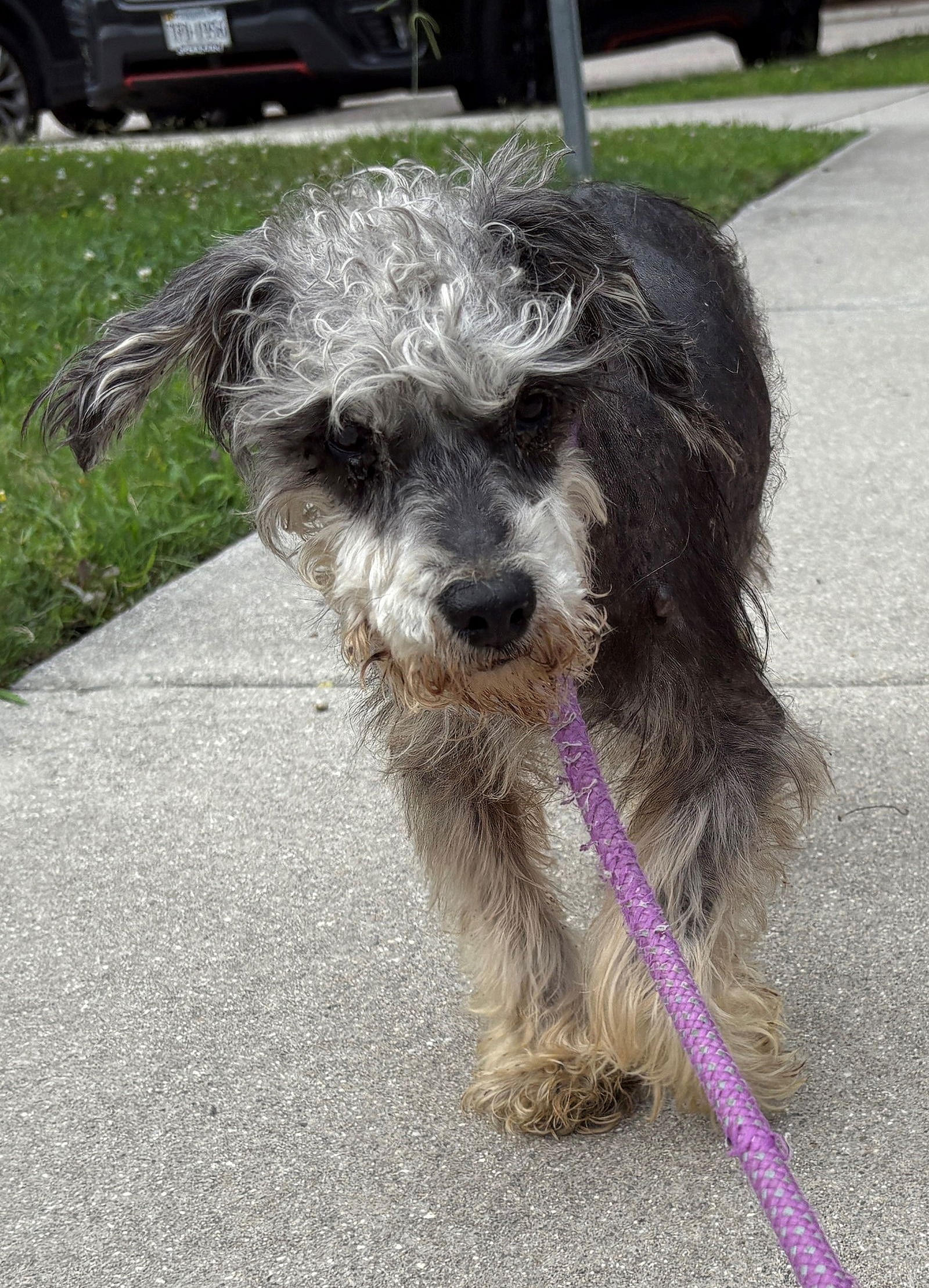 180169 Licorice (Off Site Foster) - Schnauzer