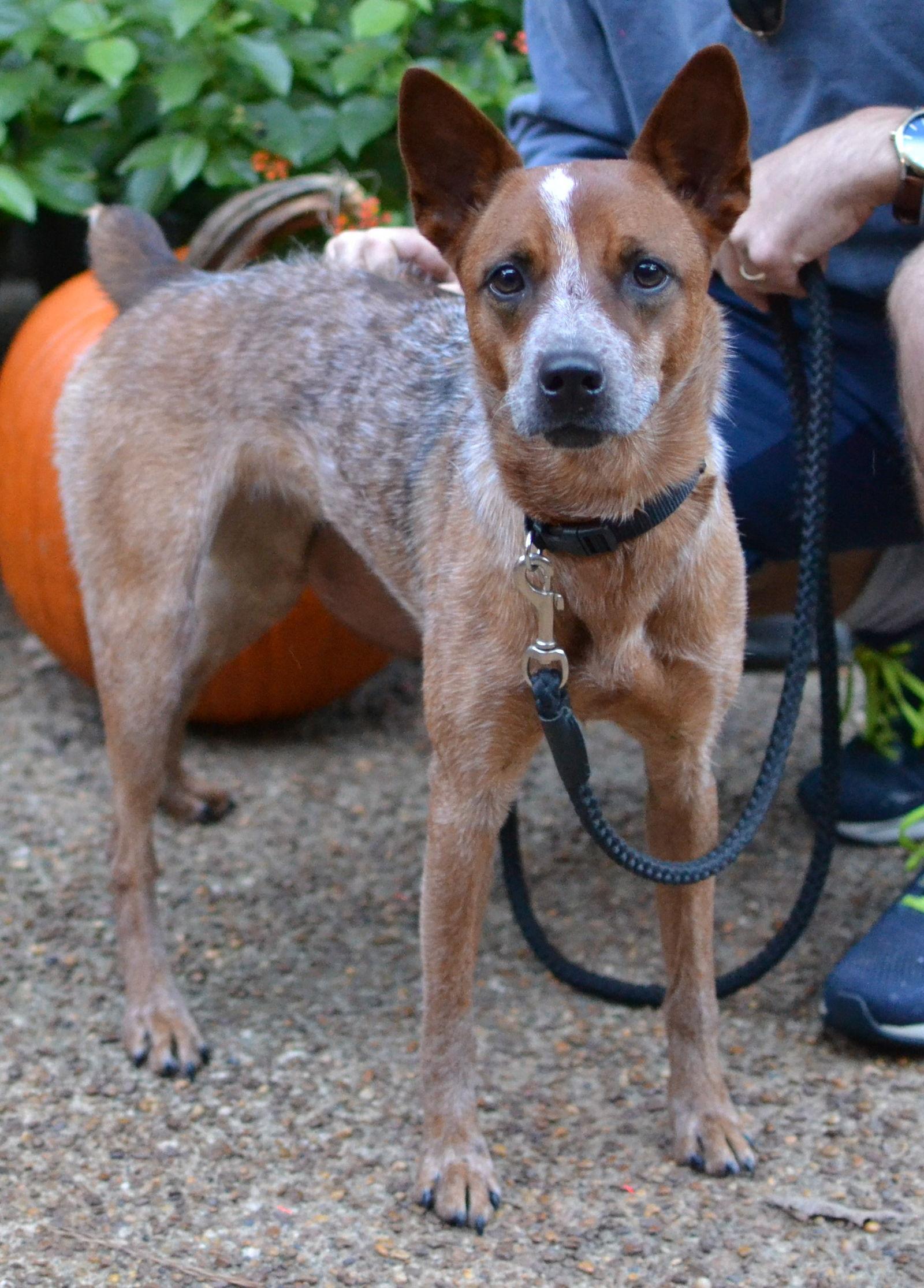 Suki - Australian Cattle Dog/Blue Heeler