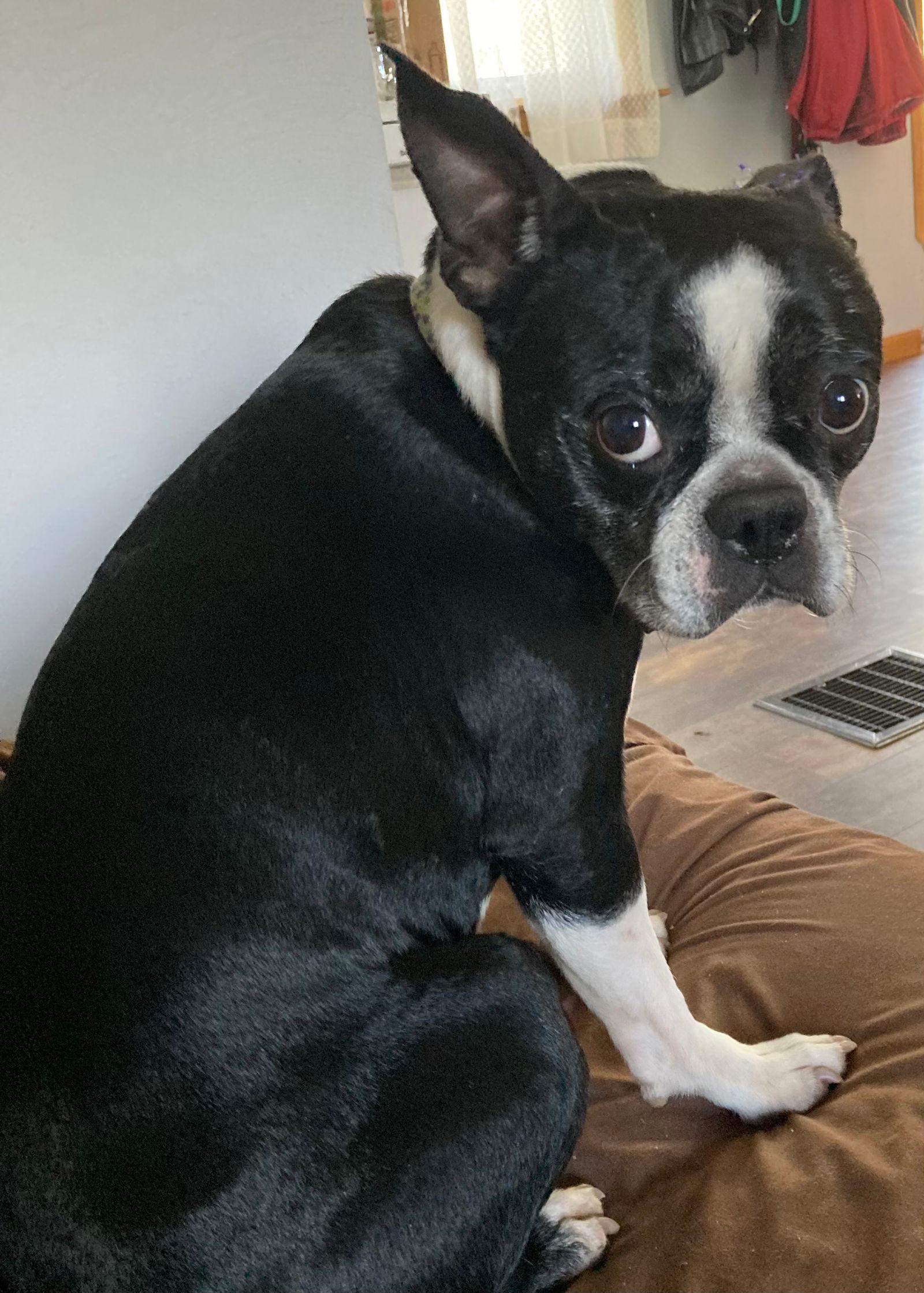 Peggy Sue