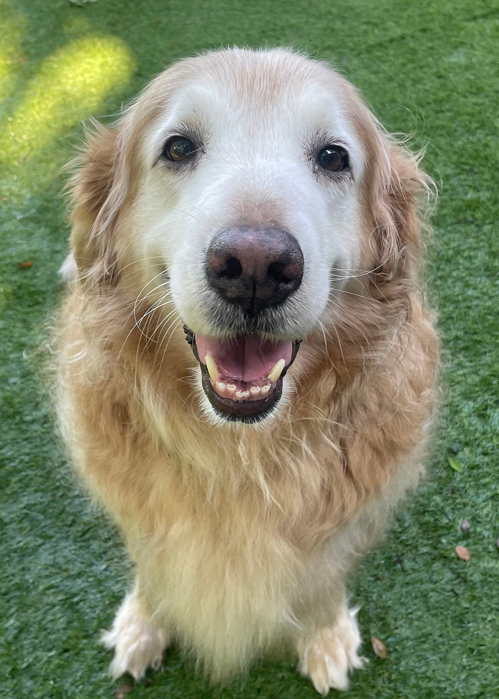 Luke - Golden Retriever