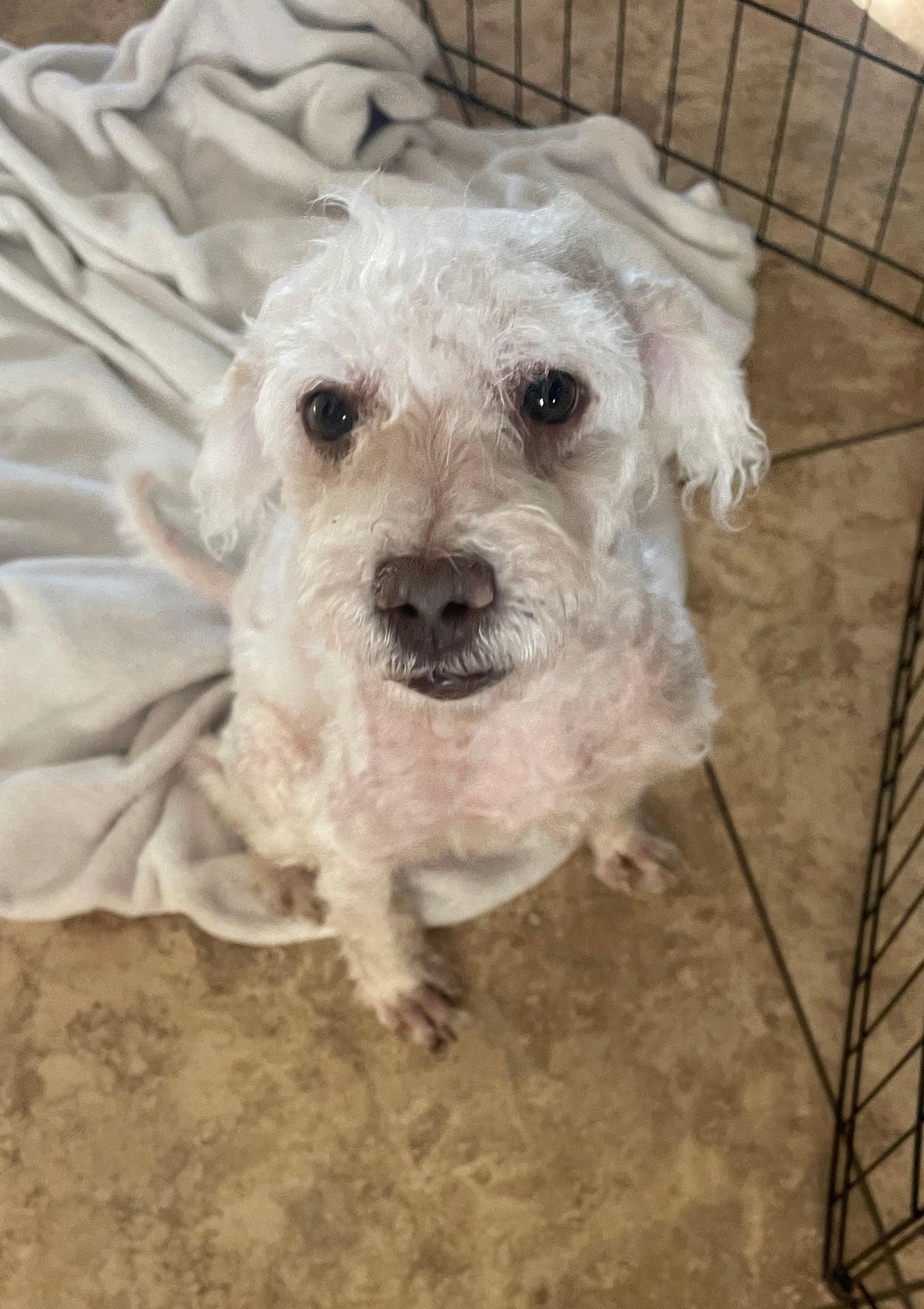 Logan - Poodle (Miniature)