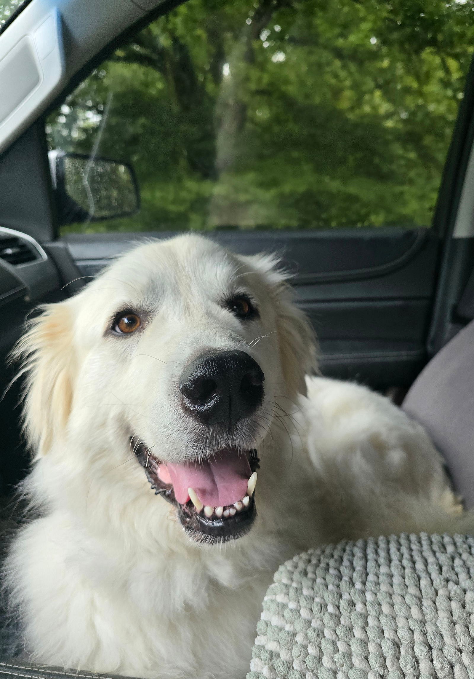 Luna - Great Pyrenees