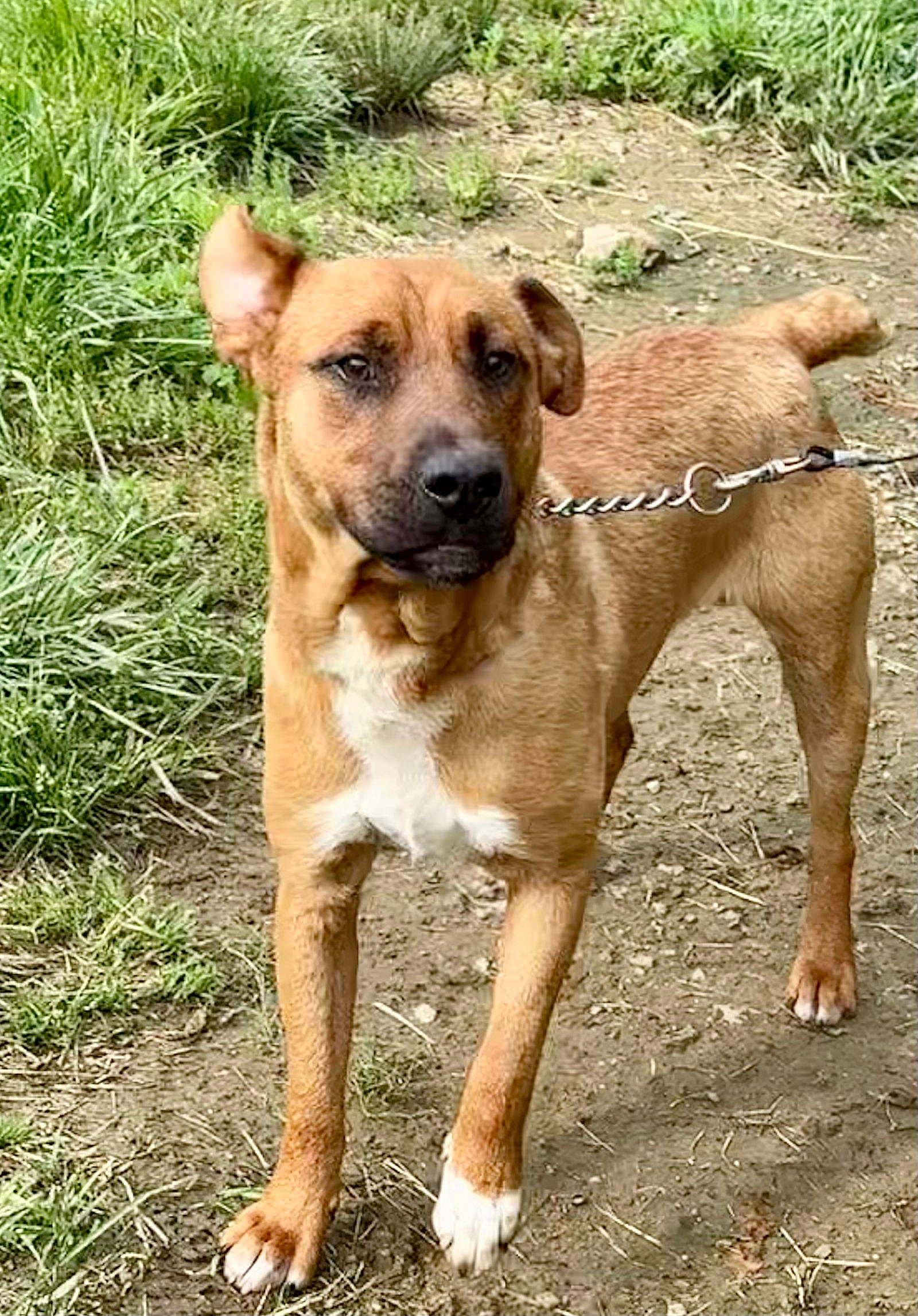 HUNTER - Australian Cattle Dog/Blue Heeler