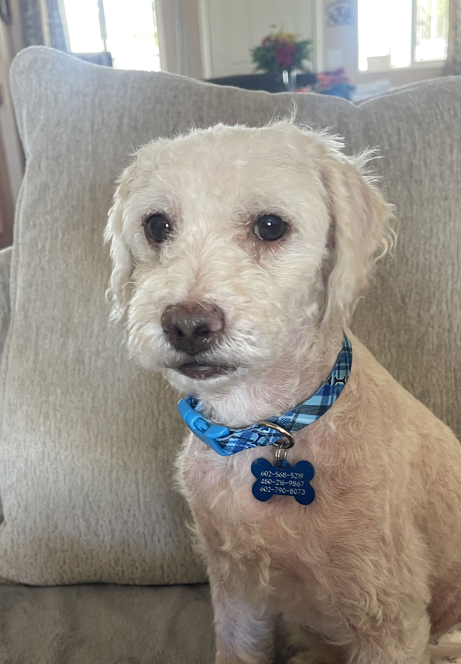 Logan - Poodle (Miniature)