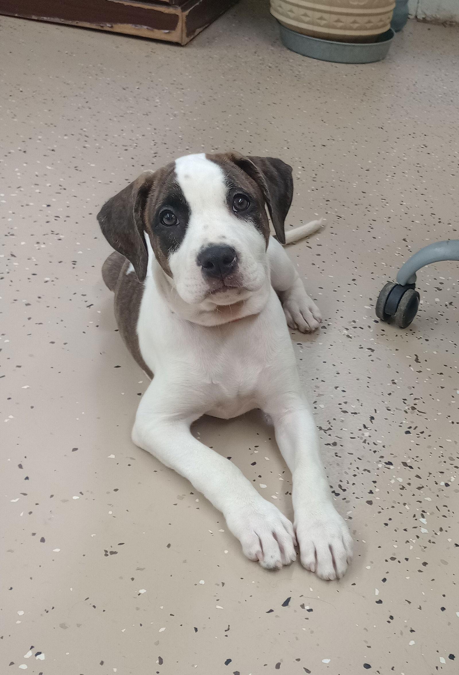 Arwen - Boxer