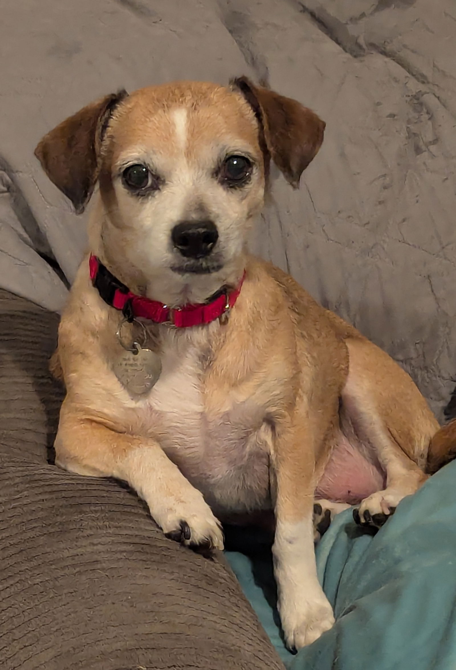 Lucy (beagle) - Nice Little Lady!