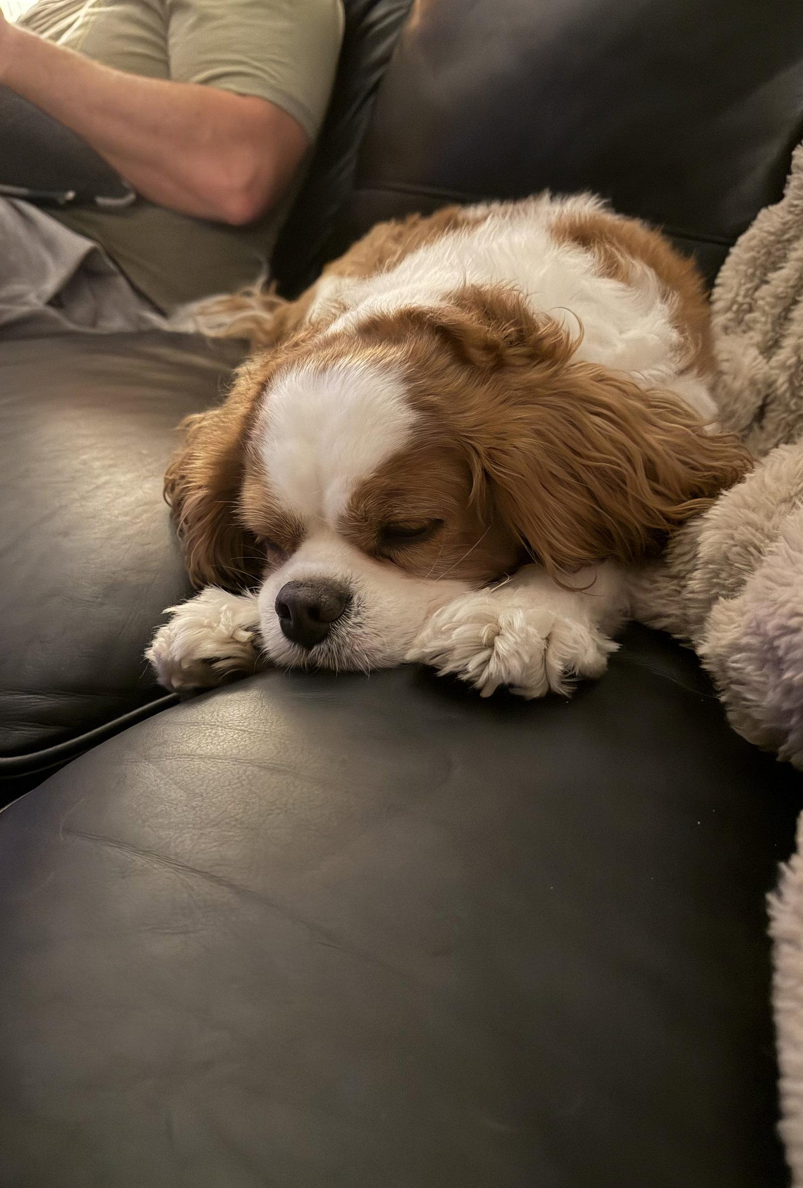 Jack - Cavalier King Charles Spaniel