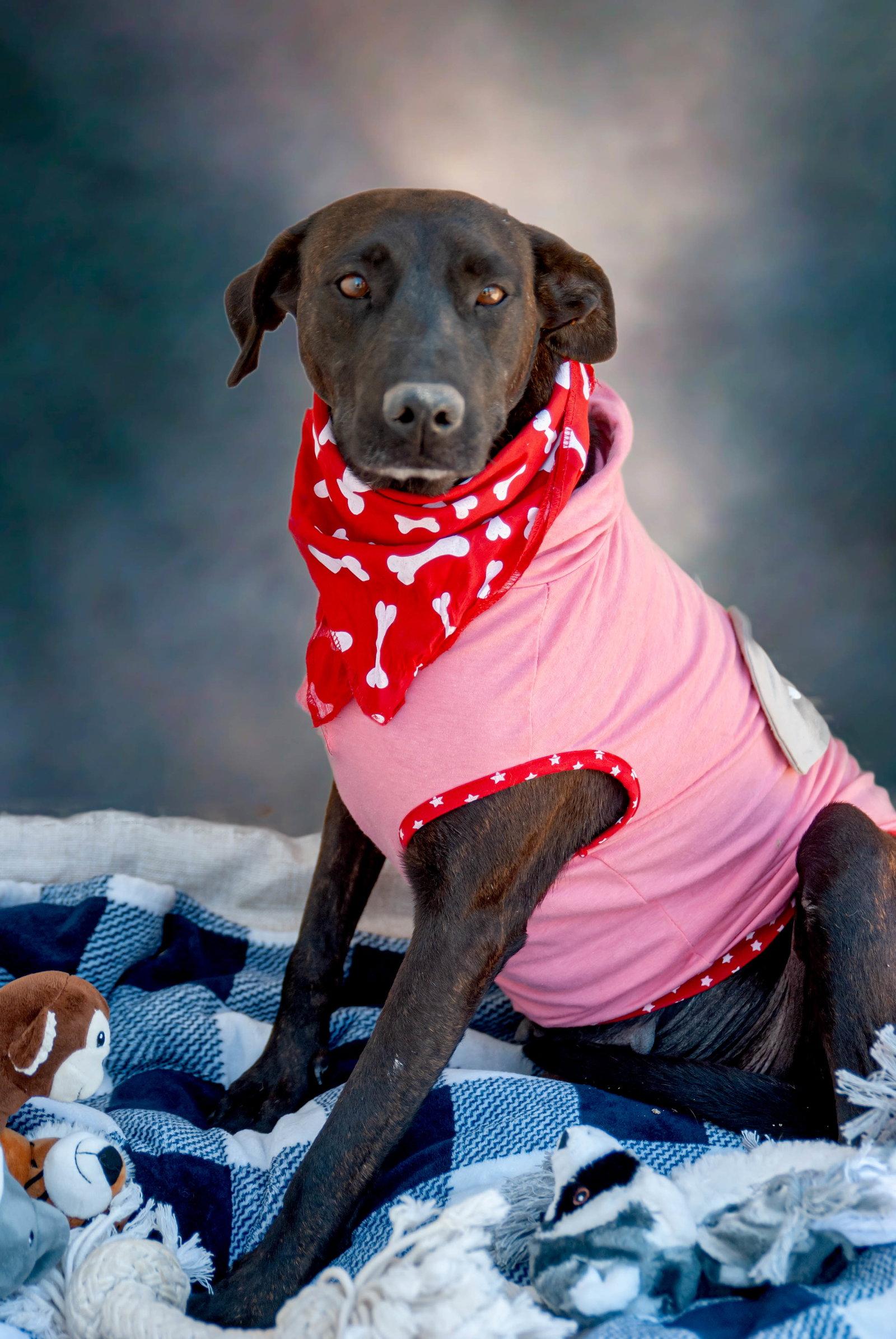 Lisa - Chocolate Labrador Retriever