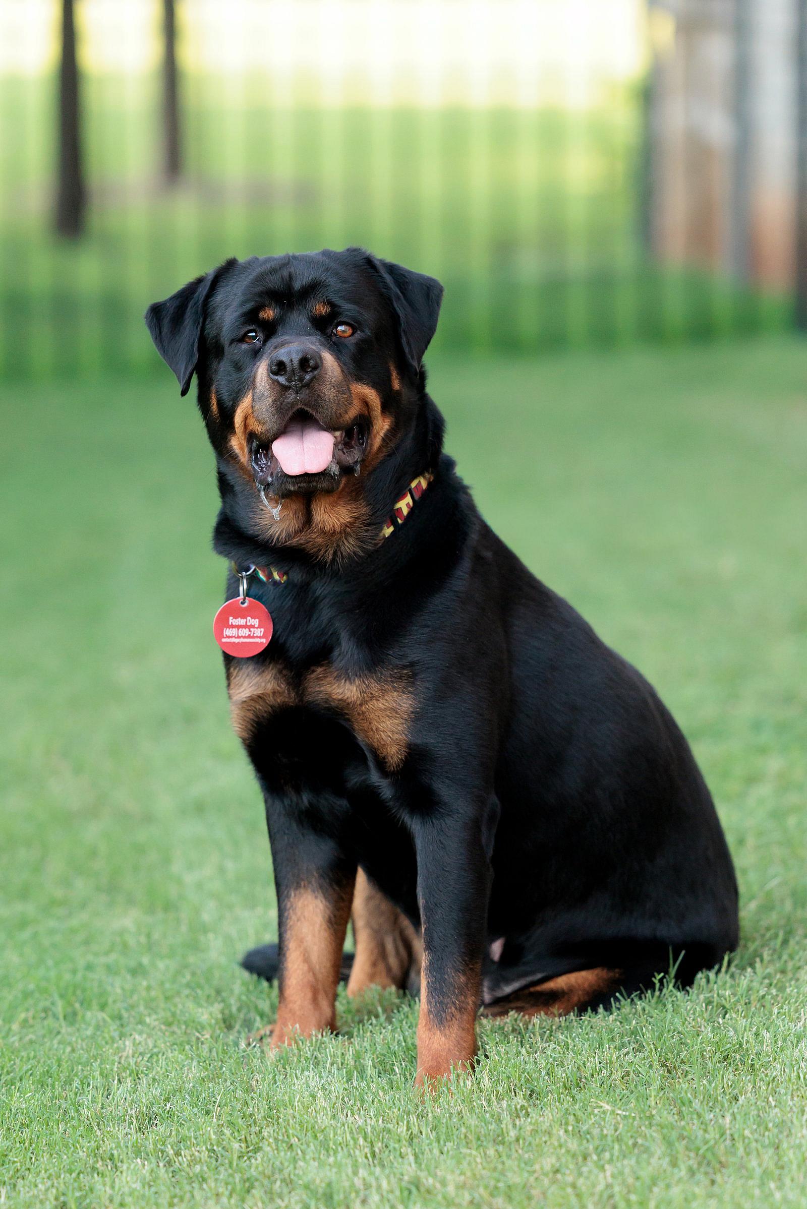 Maria - Rottweiler