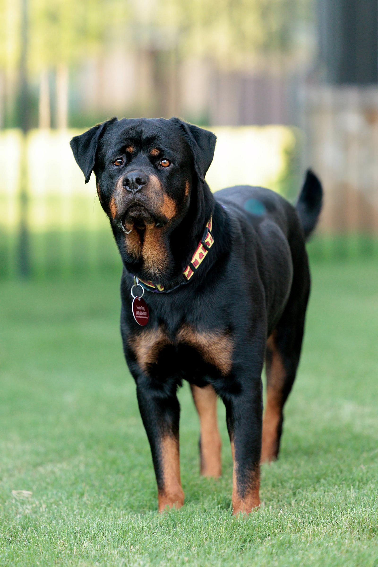 Maria - Rottweiler