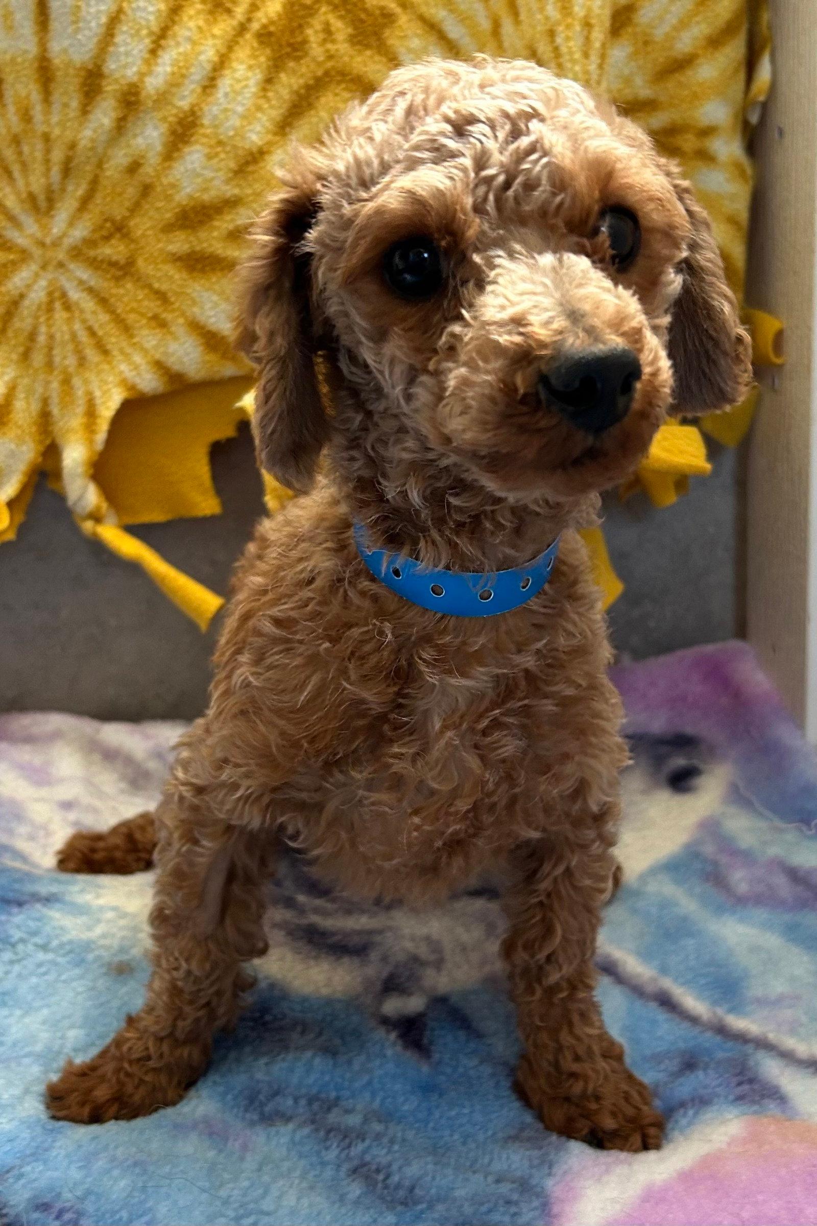 Norman Mar 26 - Poodle (Toy)