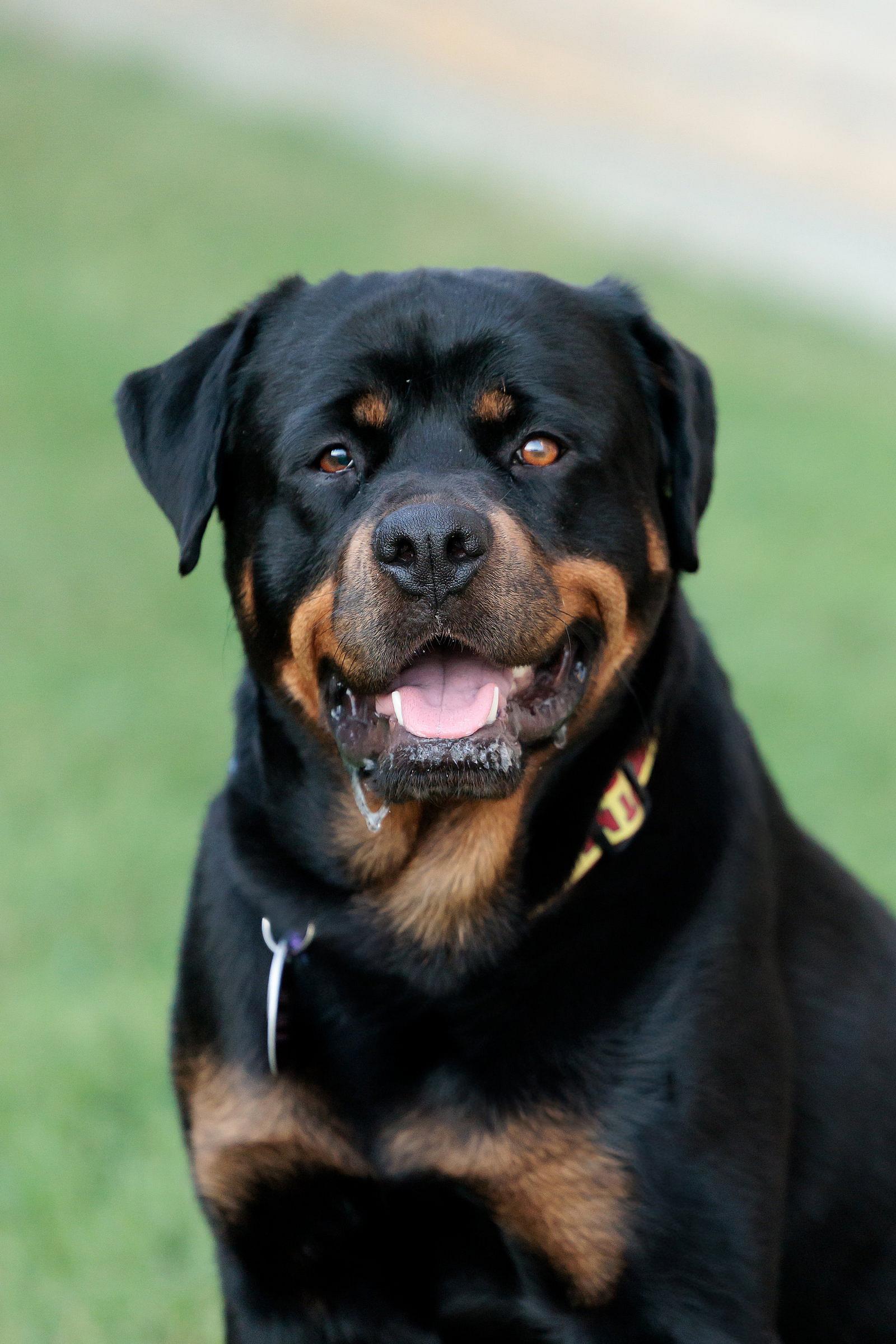 Maria - Rottweiler