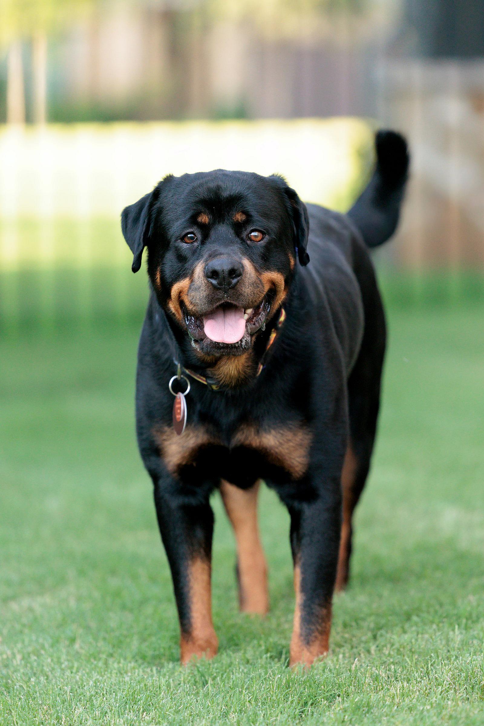 Maria - Rottweiler