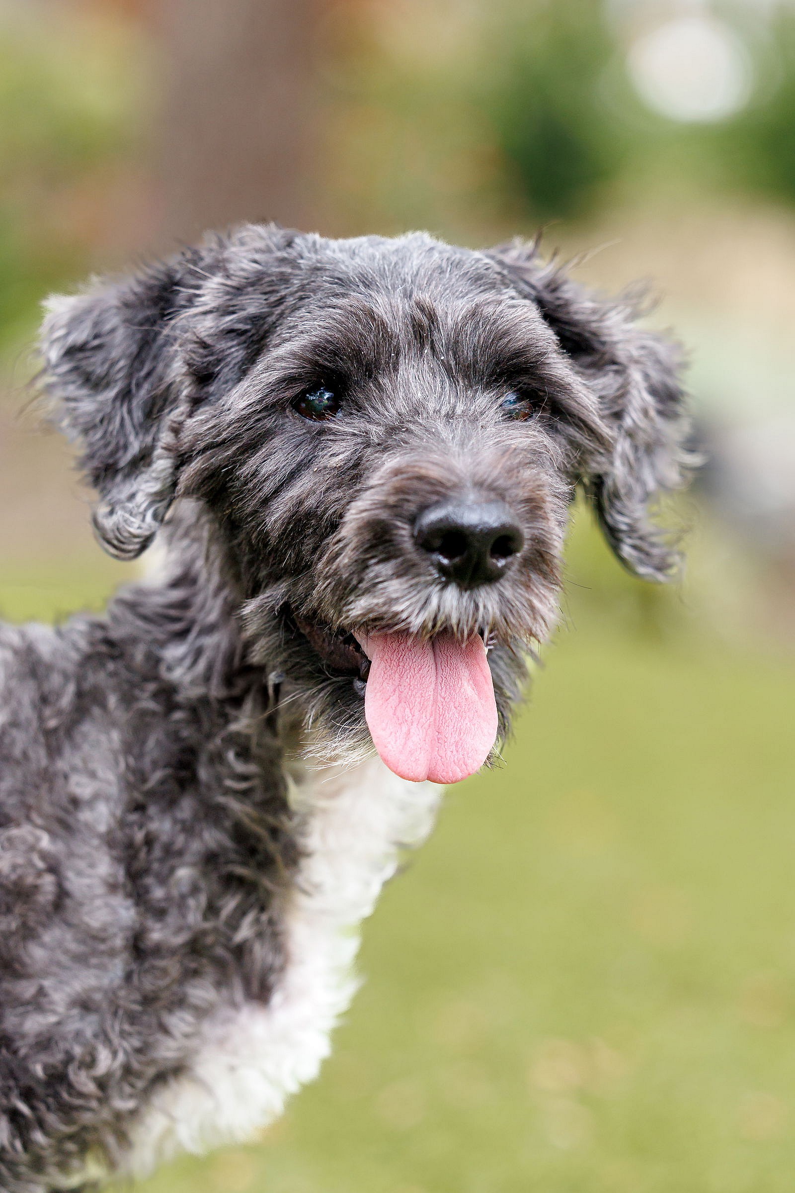 Lagoon - Poodle (Miniature)