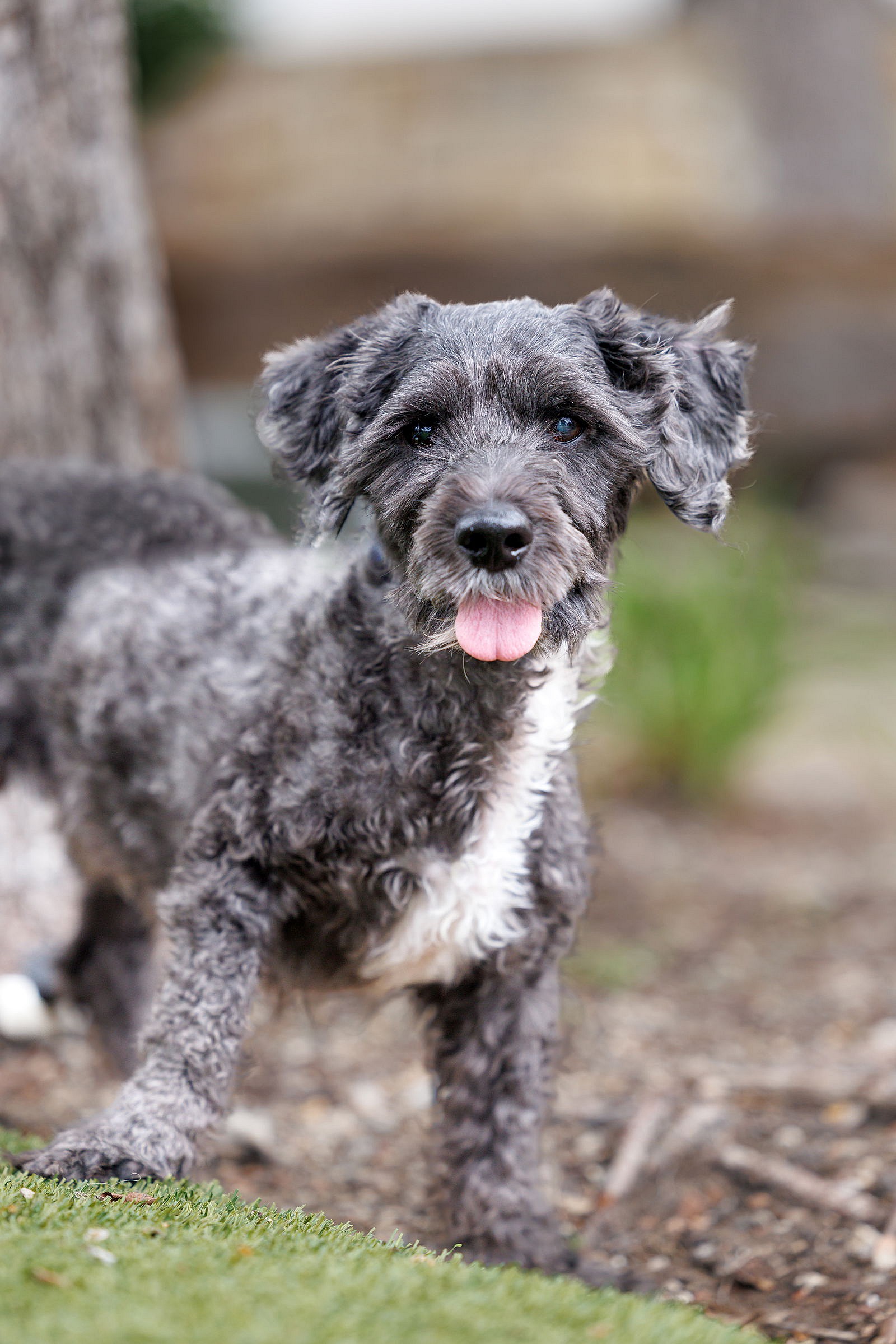 Lagoon - Poodle (Miniature)