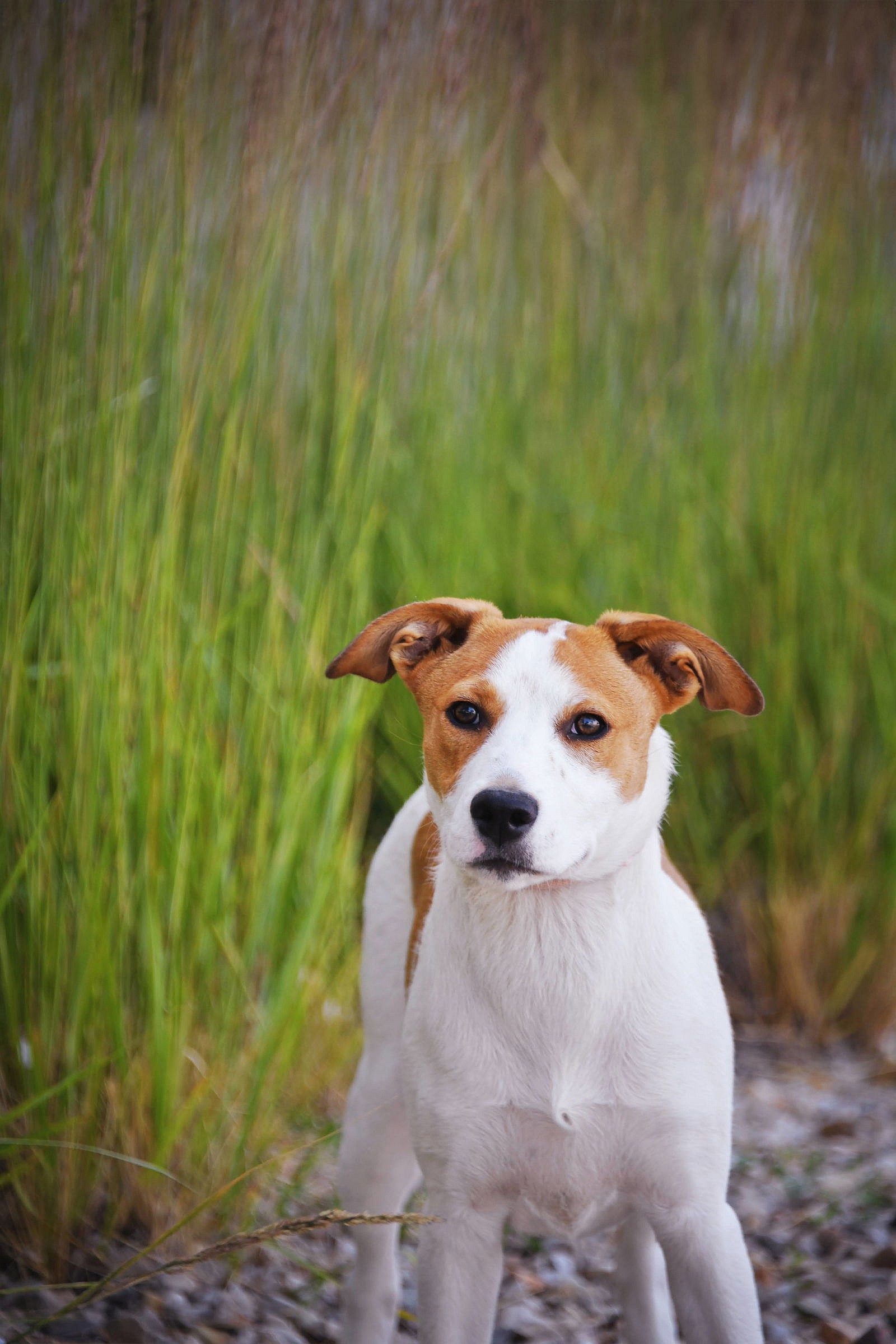 Seaglass - Australian Shepherd